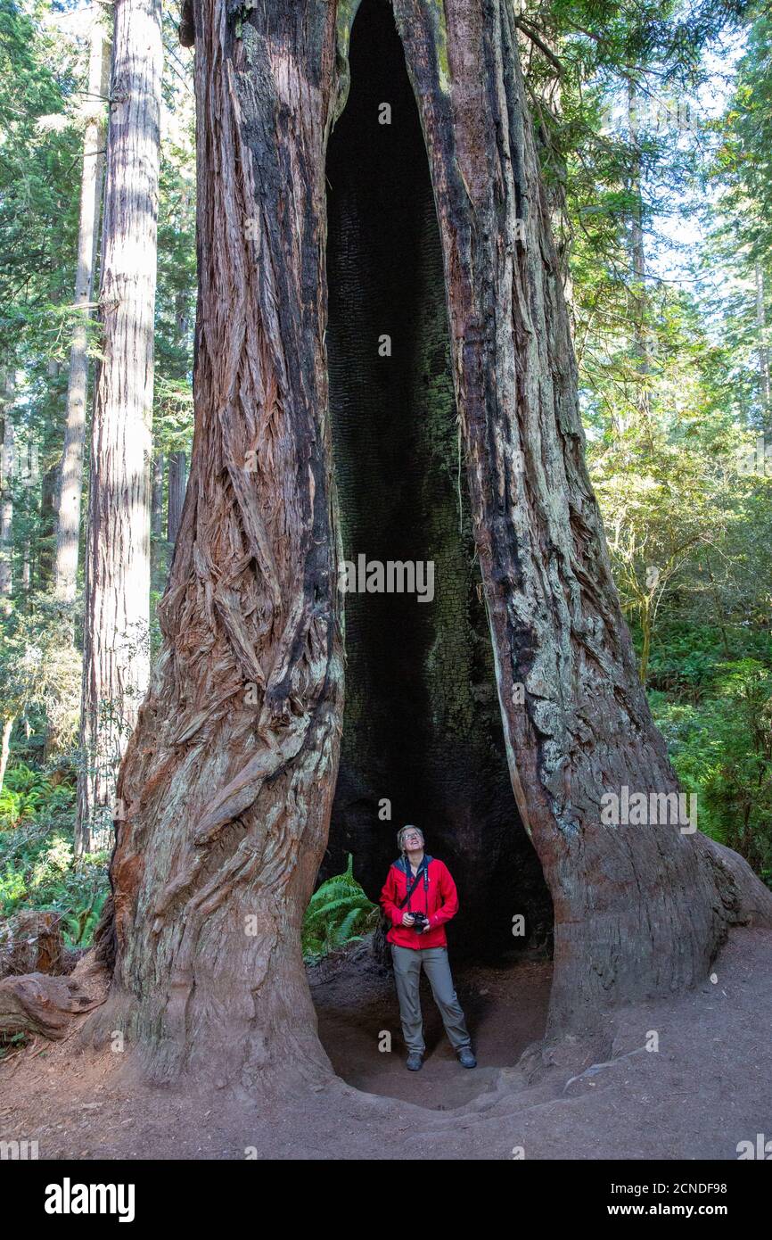 Hiker entre árboles gigantes de secoya en el Trillium Trail, Redwood National and State Parks, California, Estados Unidos de América Foto de stock