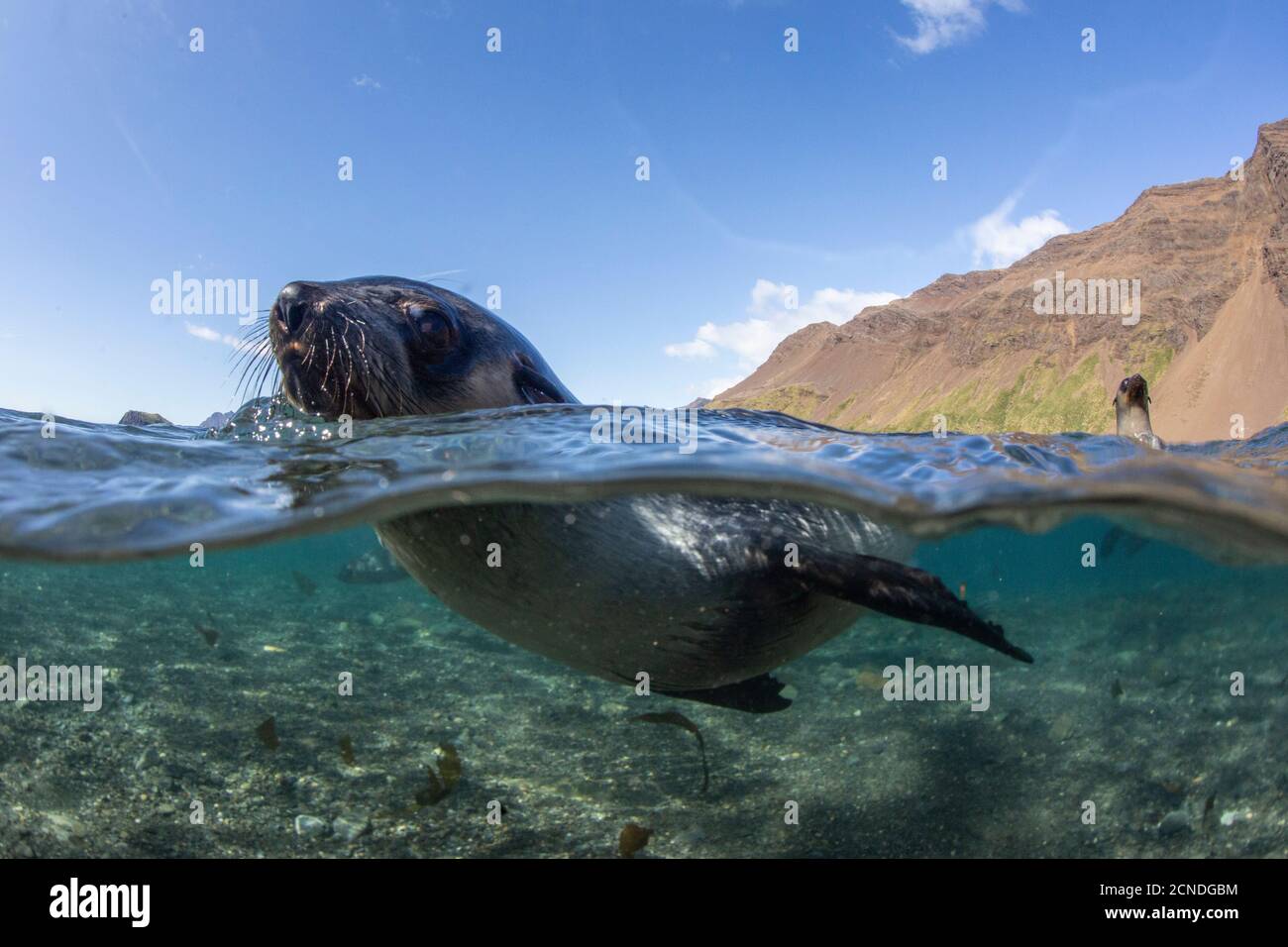 Curioso foca juvenil de piel antártica (Arctocephalus gazella), en el agua en Stromness Harbor, Georgia del Sur, Regiones polares Foto de stock