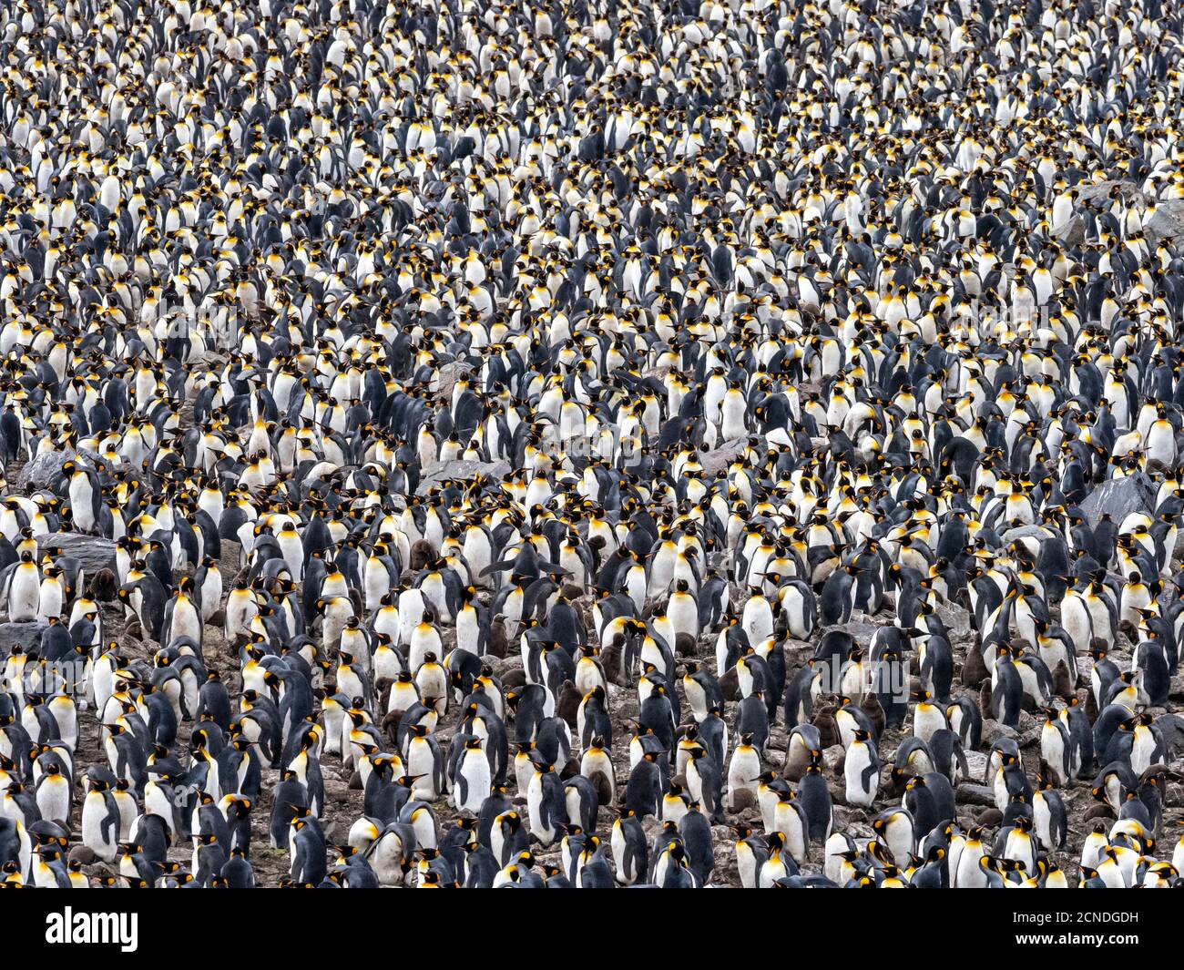 Rey pingüino (Aptenodytes patagonicus) colonia de cría en Gold Harbor, Georgia del Sur, Regiones polares Foto de stock