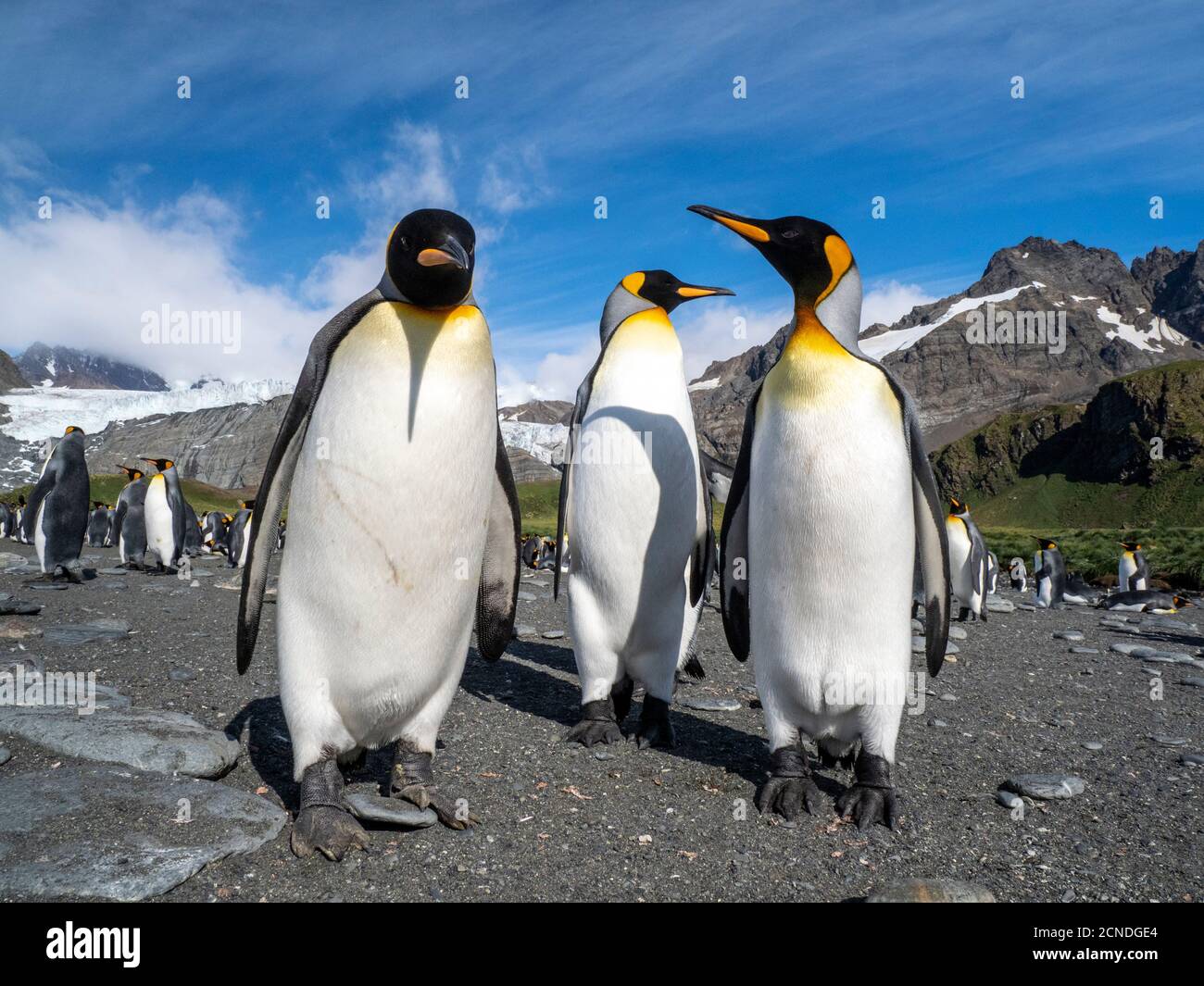 Pingüinos de rey (Aptenodytes patagonicus), en colonia de cría en Gold Harbor, Georgia del Sur, Regiones polares Foto de stock