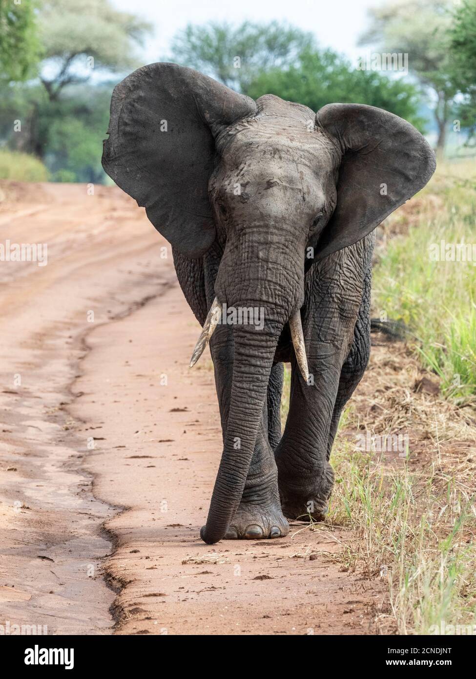 Elefante arbusto africano (Loxodonta africana), Parque Nacional Tarangire, Tanzania, África Oriental, África Foto de stock