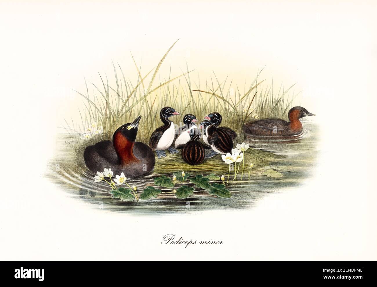 Familia de pájaros acuáticos Little Grebe (Tachybaptus ruficollis) anidando en una alta orilla de un estanque. Arte por John Gould 1862-1873 Foto de stock