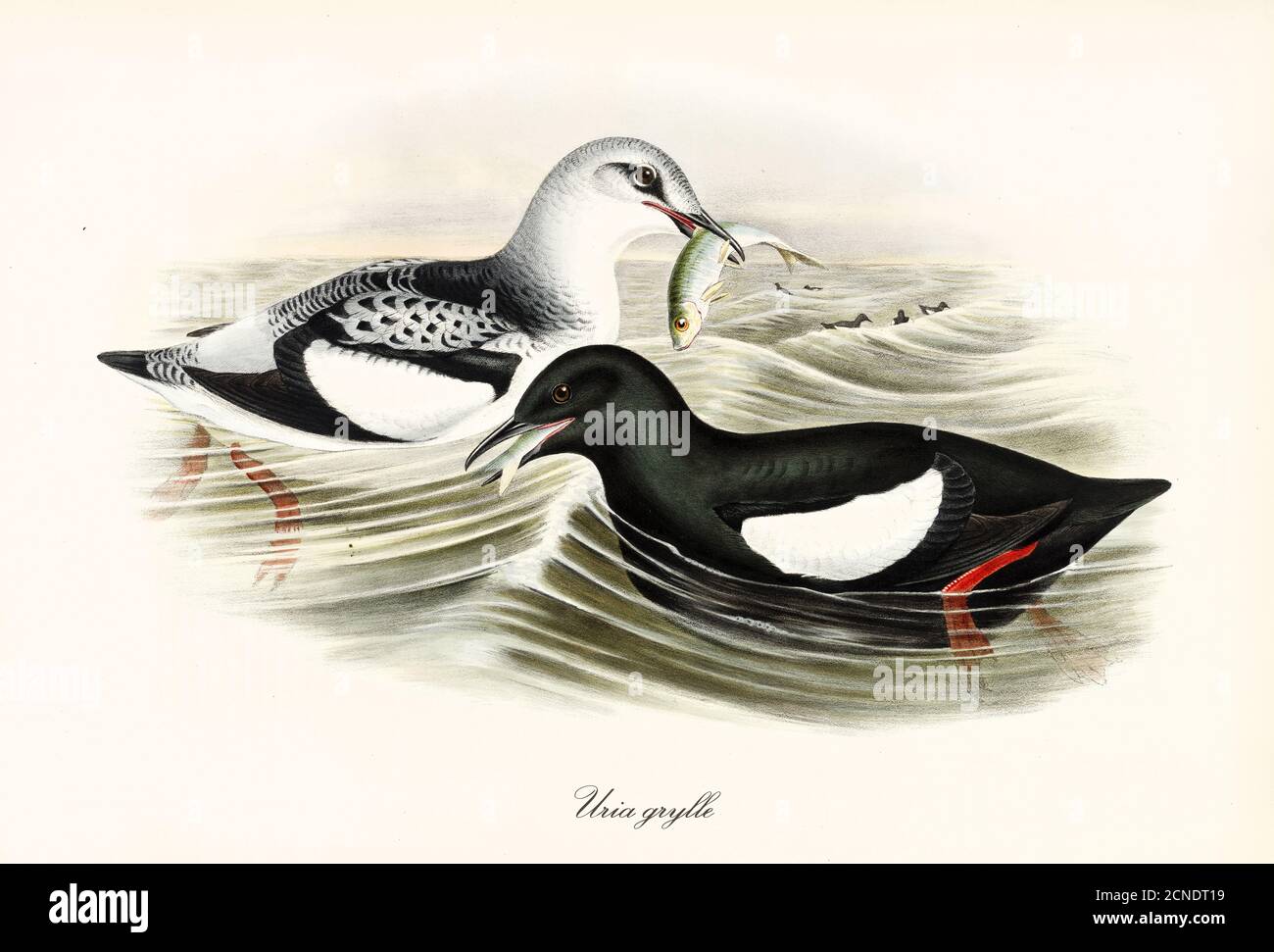 Pareja de negro Guillemot (Cepphus grylle) aves de mar pesca y fooding lado a lado en el mar áspero. Arte Vintage por John Gould publ en Londres 1862-1873 Foto de stock