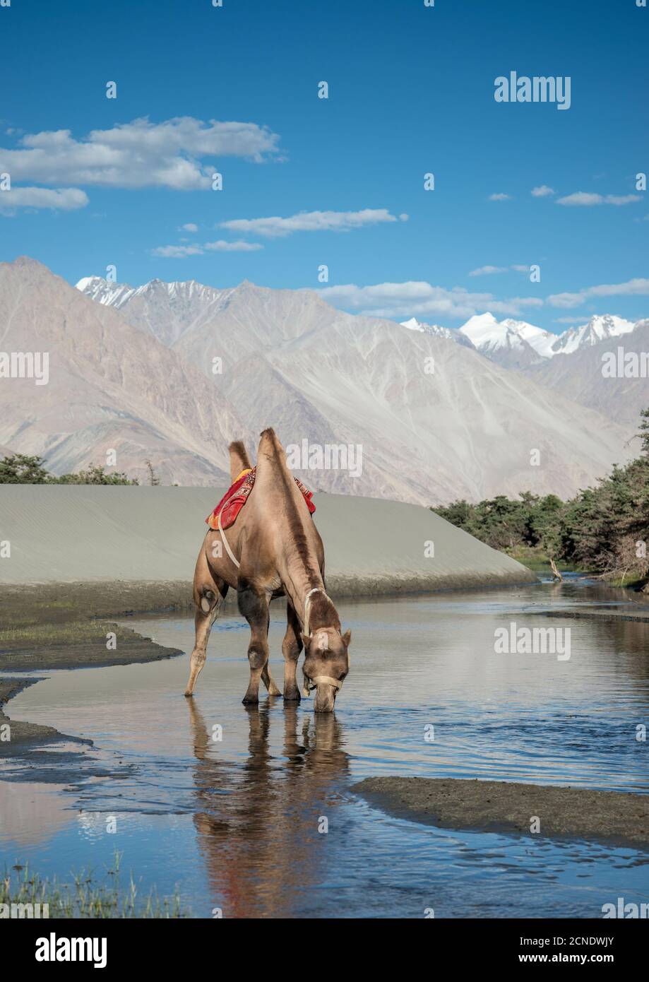 Bactrian Camel, Valle de Nubra, Ladakh, India. Camelus bactrianus tiene dos jorobadas en la espalda Foto de stock