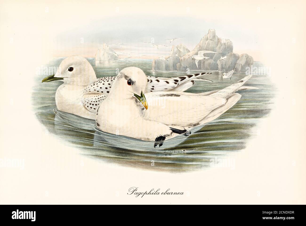 Pareja de aves blancas de Gull de Marfil (Pagophila eburnea) flotando sobre agua fría en el paisaje marino ártico. Arte de acuarela de estilo vintage por John Gould 1862-1873 Foto de stock