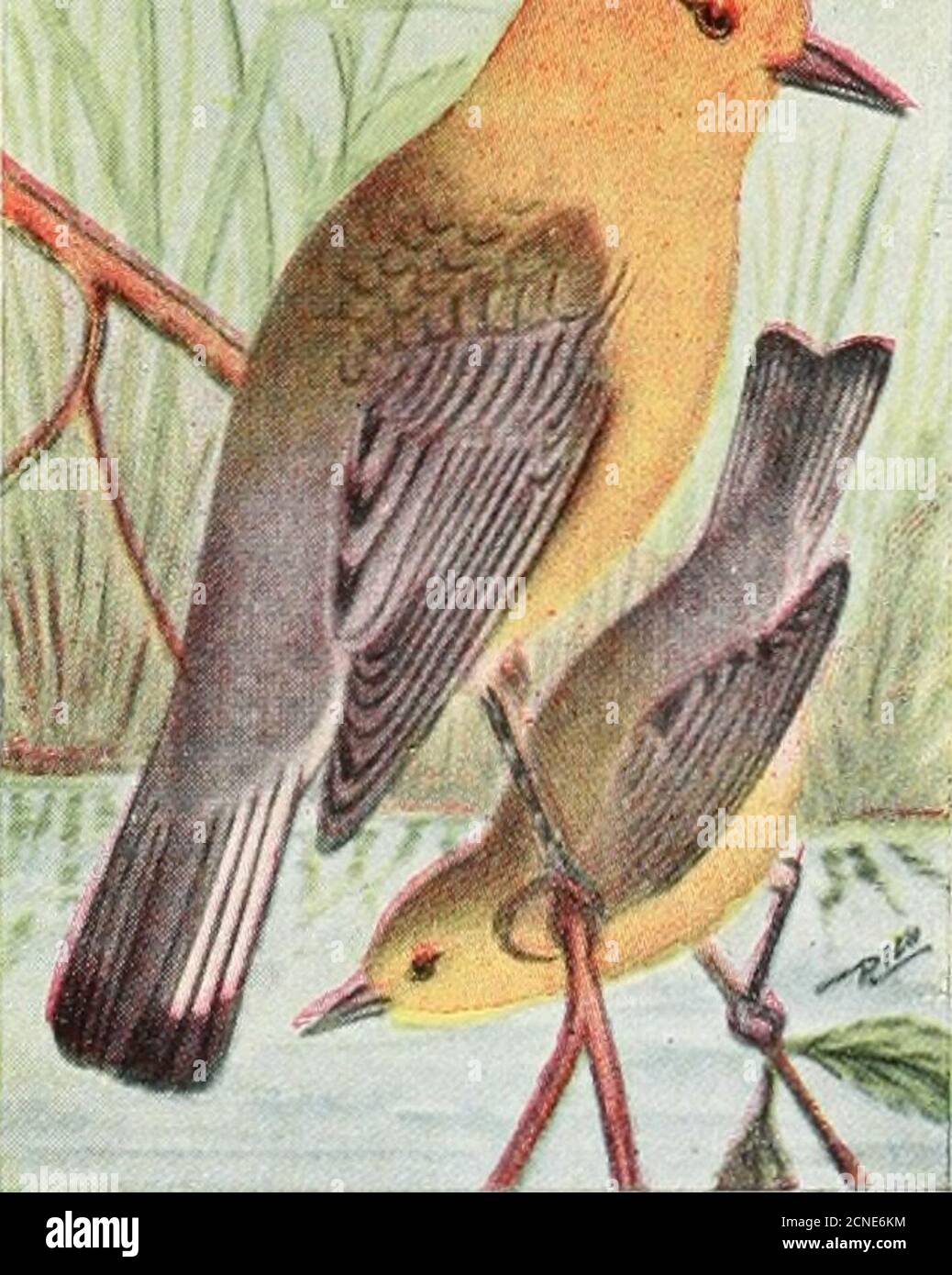 . El libro de aves : ilustrando en colores naturales más de setecientos pájaros norteamericanos; también varios cientos de fotografías de sus nidos y huevos. Foto de stock
