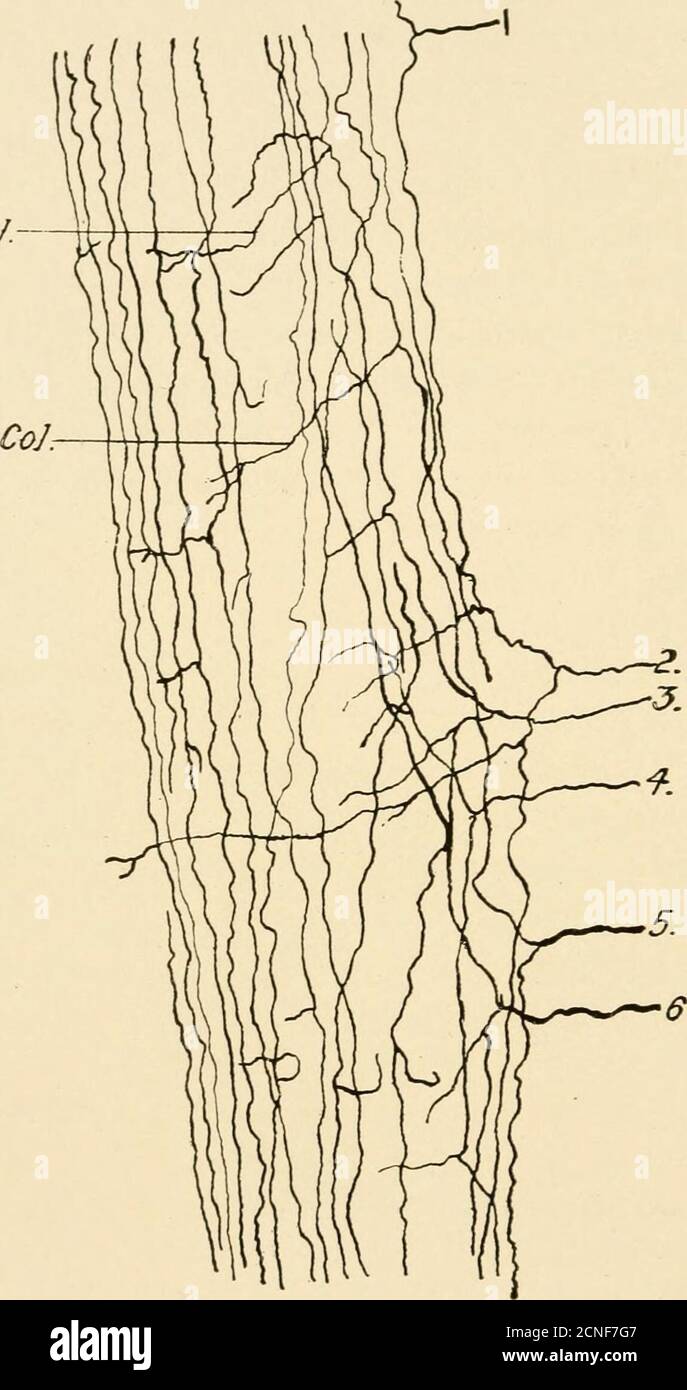 . El desarrollo del polluelo; una introducción a la embriología . Fig. 141. — Sección transversal a través de la cuerda de un polluelo de 9 días, preparado por el método de Golgi. (Después de Ramon y Cajal.) Col., colaterales, d.. R., raíz dorsal. G., materia gris. GN., ganglio. NBL. 4, neuroblasto del cuerno ventral (motor), v. R., raíz ventral. W., materia Blanca. En el curso del desarrollo posterior, la célula-cuerpo se movía a un lado para que las ramas central y periférica aparecieran casi continuas (Fig. 141). El desplazamiento más lejano de la célula-cuerpo produce la forma característica de la célula-nervio gangliónica withrou Foto de stock