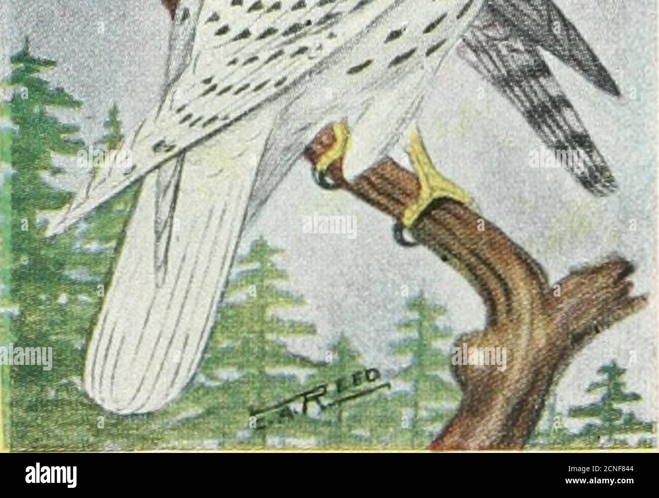 . El libro de aves : ilustrando en colores naturales más de setecientos pájaros norteamericanos; también varios cientos de fotografías de sus nidos y huevos. Foto de stock