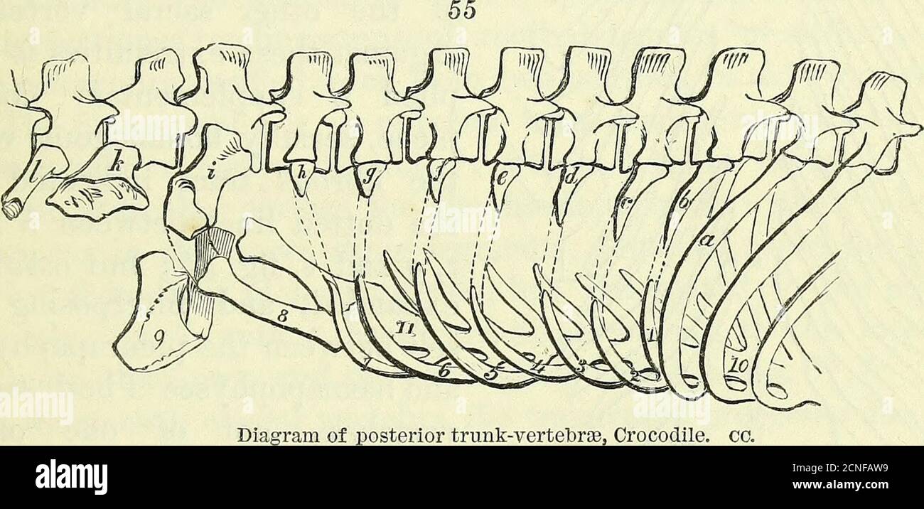 Sobre la anatomía de los vertebrados [recurso electrónico] . Diagrama de  vértebras anteriores,Cocodrilo. CC. ANATOMÍA DE LOS VERTEBRADOS. 67 entre  ella y la hasmapófisis. Un pequeño appen-dage cartilaginoso se une a