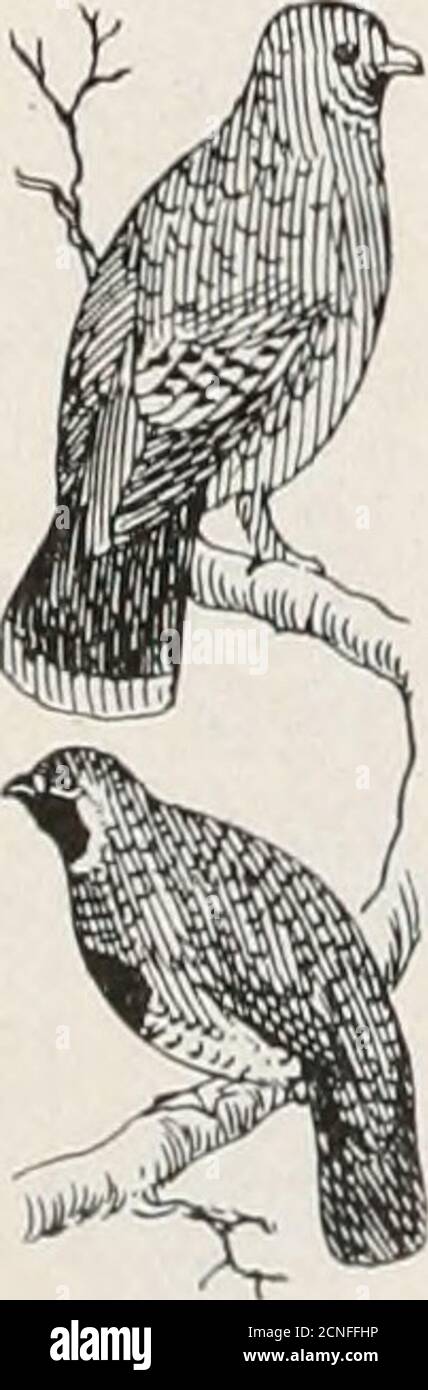 . El libro de aves : ilustrando en colores naturales más de setecientos pájaros norteamericanos; también varios cientos de fotografías de sus nidos y huevos. Foto de stock