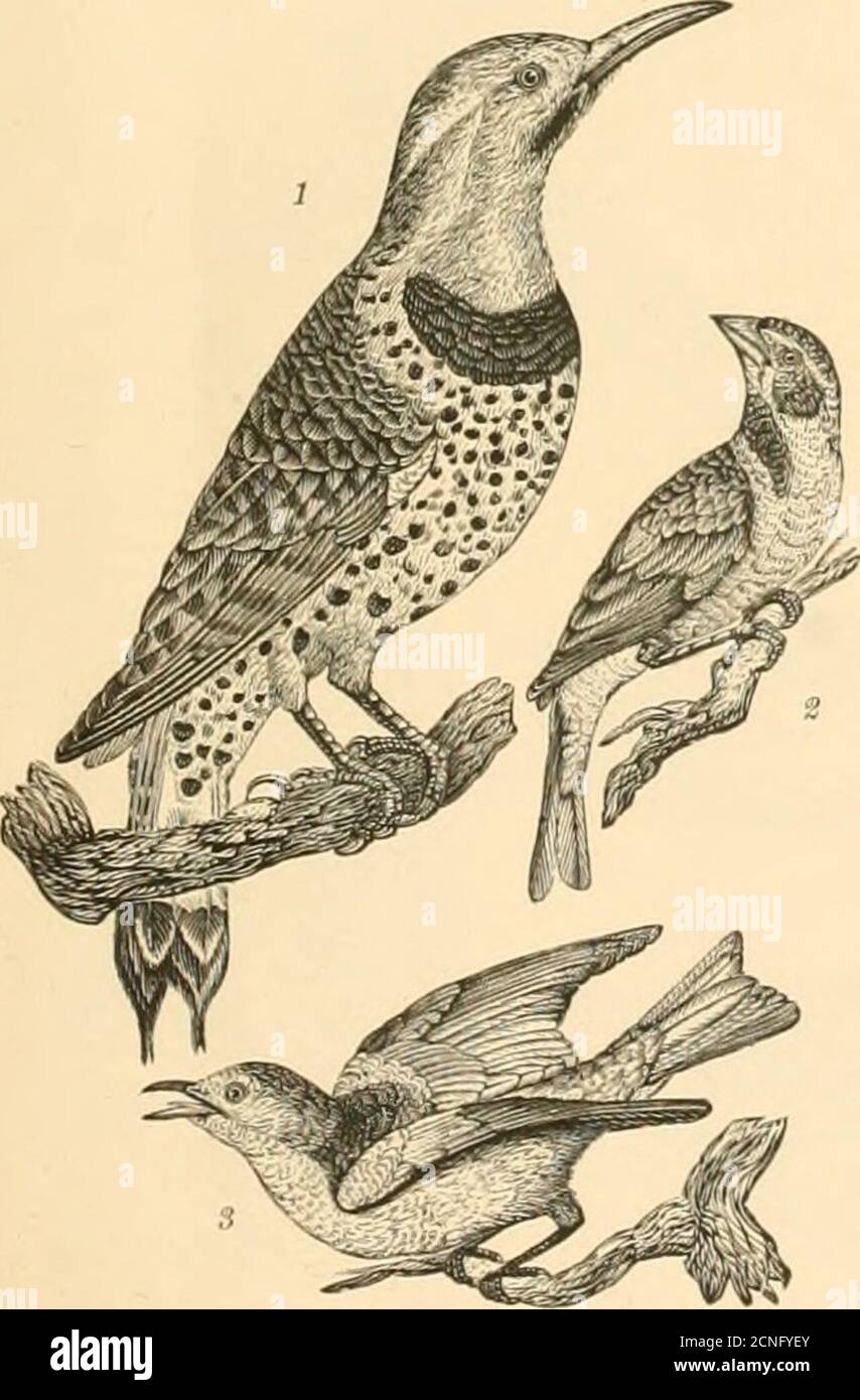 . Ornitología americana; o, la historia natural de las aves de los Estados Unidos. Placa 1.—1. Azul Jay Amarillo-biril, ur liuiaiiah. 3. 1i.ATii J.-1. VI)cid Thrusli. 2. Red-breasteJ Tlirusli, (ir Bullimore-ljird. Robin. Niitbatch de pecho blanco y tapa negra. 4. Nutbateh de vientre rojo, de tapa negra... Foto de stock