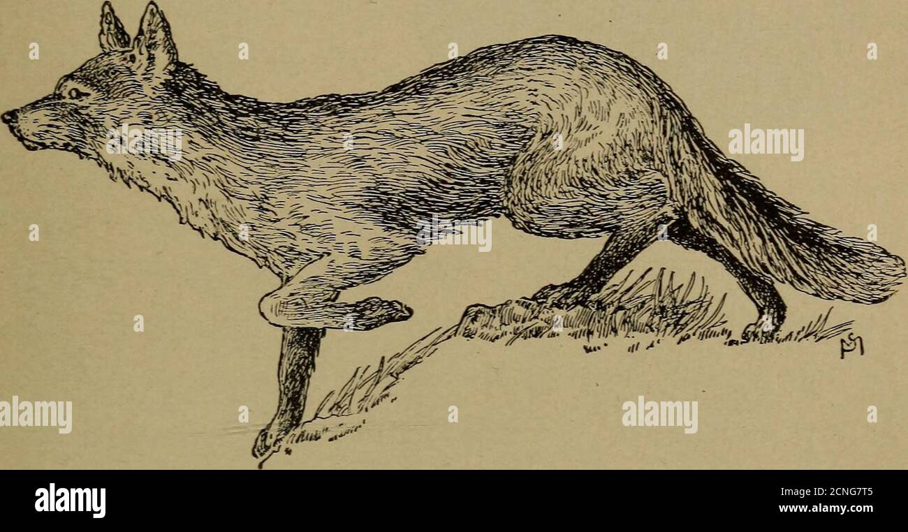 Como Se Dice Fox En Español Red Fox Labrador Fotos e Imágenes de stock - Página 9 - Alamy