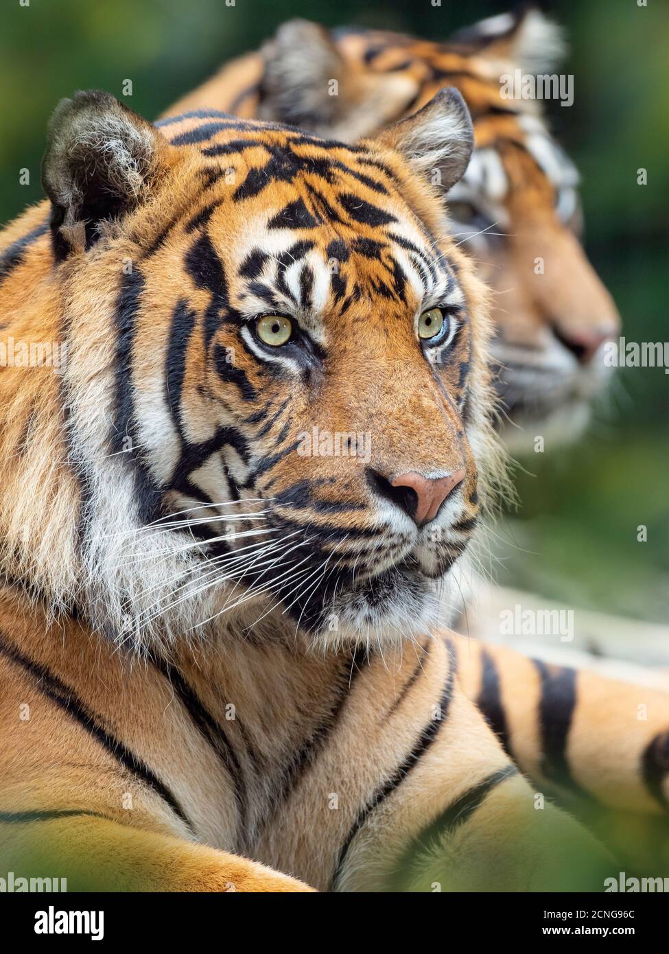 Tigre de Sumatra Panthera tigris sondaica cautivo Foto de stock
