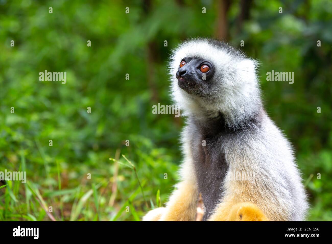 Una sifaka diademed en su ambiente natural en la selva tropical En la isla de Madagascar Foto de stock