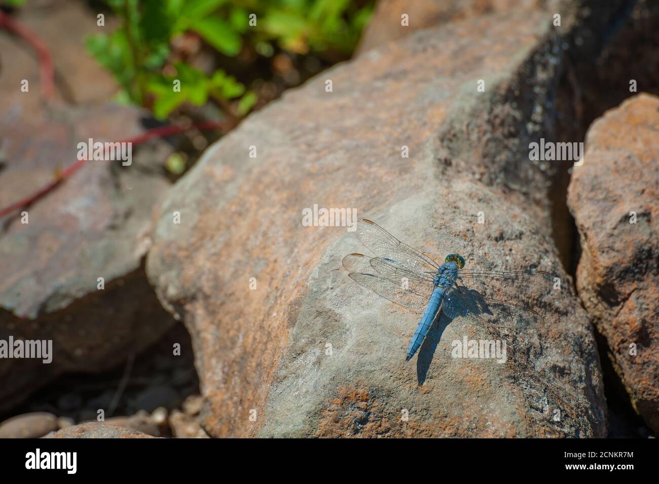 Primer plano de un dragón azul volar sobre una roca Foto de stock