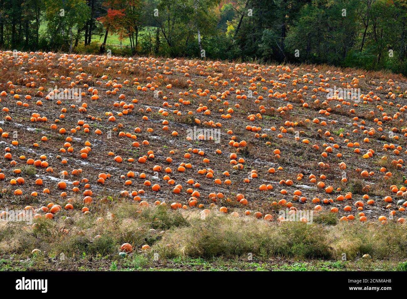 Un campo de granja con un cultivo de calabazas listo para una cosecha de otoño en Sussex rural de Nueva Brunswick, Canadá Foto de stock
