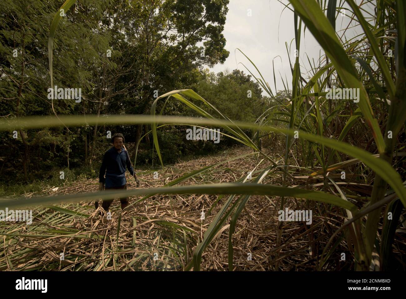 Retrato ambiental de un trabajador mientras se detiene de la cosecha la caña de azúcar en un campo agrícola logró abastecer el procesamiento Industria en Tasikm Foto de stock