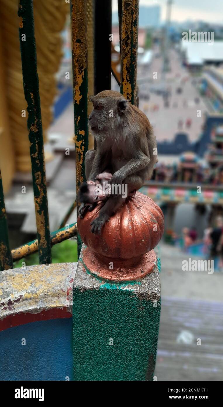 Un mono, un paviano, sentado en una bala ornamentada Fotografía de stock -  Alamy