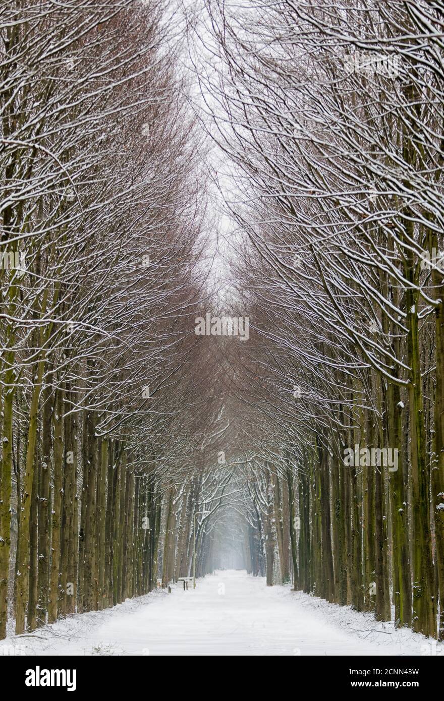 Avenida, invierno, nieve, Foto de stock