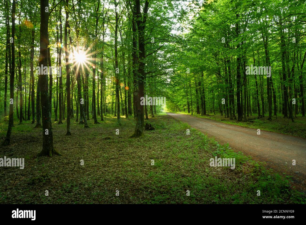 El sol brillos en el bosque con un camino de tierra Foto de stock