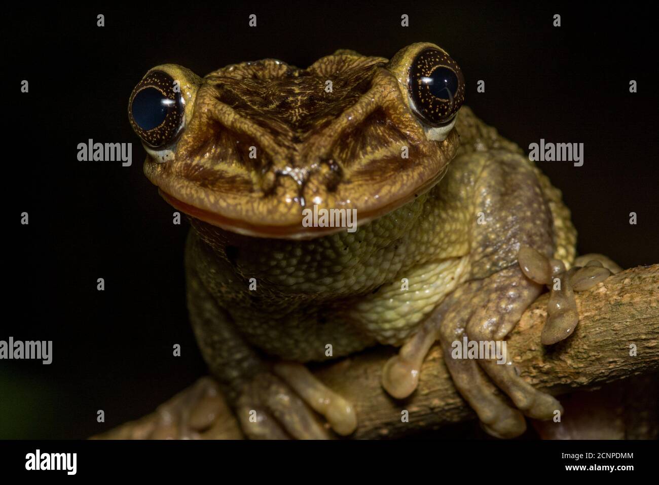 La rana de árbol con cabeza de casque de Jordania (Trachycephalus jordani) de los bosques secos del oeste de Ecuador es una de las ranas más inusuales del país. Foto de stock