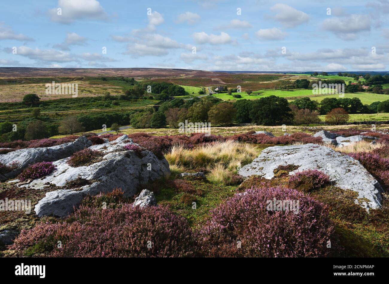 Páramos escarpados con grandes rocas incluyendo cueros silvestres florecientes y campos en los páramos de North York en verano cerca de Goathland, Yorkshire, Reino Unido. Foto de stock