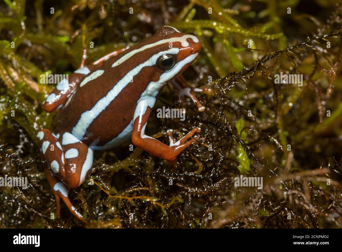 La rana venenosa de Anthony (Epipedobates anthonyi) de Ecuador y Perú es una de las especies más hermosas de rana venenosa. Foto de stock