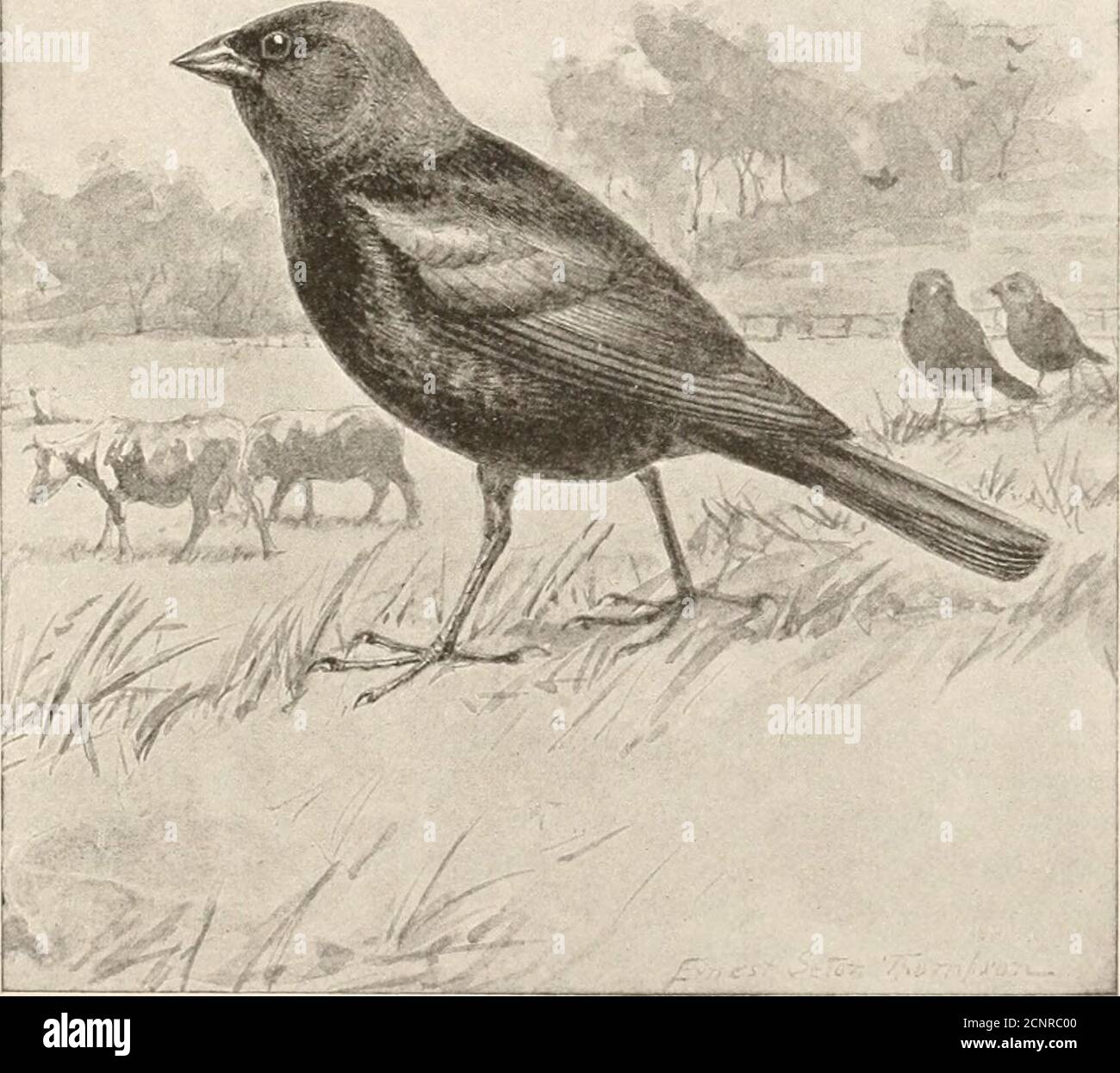 . Vida de las aves de Michigan : una lista de todas las especies de aves conocidas que ocurren en el Estado junto con un esquema de su clasificación y un relato de la historia de vida de cada especie, con especial referencia a su relación con la agricultura... . toleave el nido. Es mucho más común, sin embargo, encontrar un par de warblersor vireos que alimentan a un solo ave vaquera joven. Se afirma que los Cowbirdis tienen cuidado de seleccionar un nido que ya contiene huevos, pero esto ciertamente no es cierto en Michigan, ya que decenas de nidos abandonados se encuentran cada año con-. Placa XLIV. Cowbird. Mai.-.Reimpreso de Chapmans Bi Foto de stock