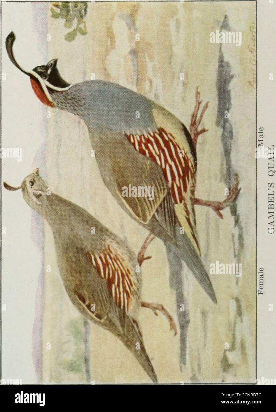 El Libro De Aves Aves Comunes De La Ciudad Y El Pais Y Aves De Caza Americanas 138 Es 3 O O C R I O Z Vi 7iw