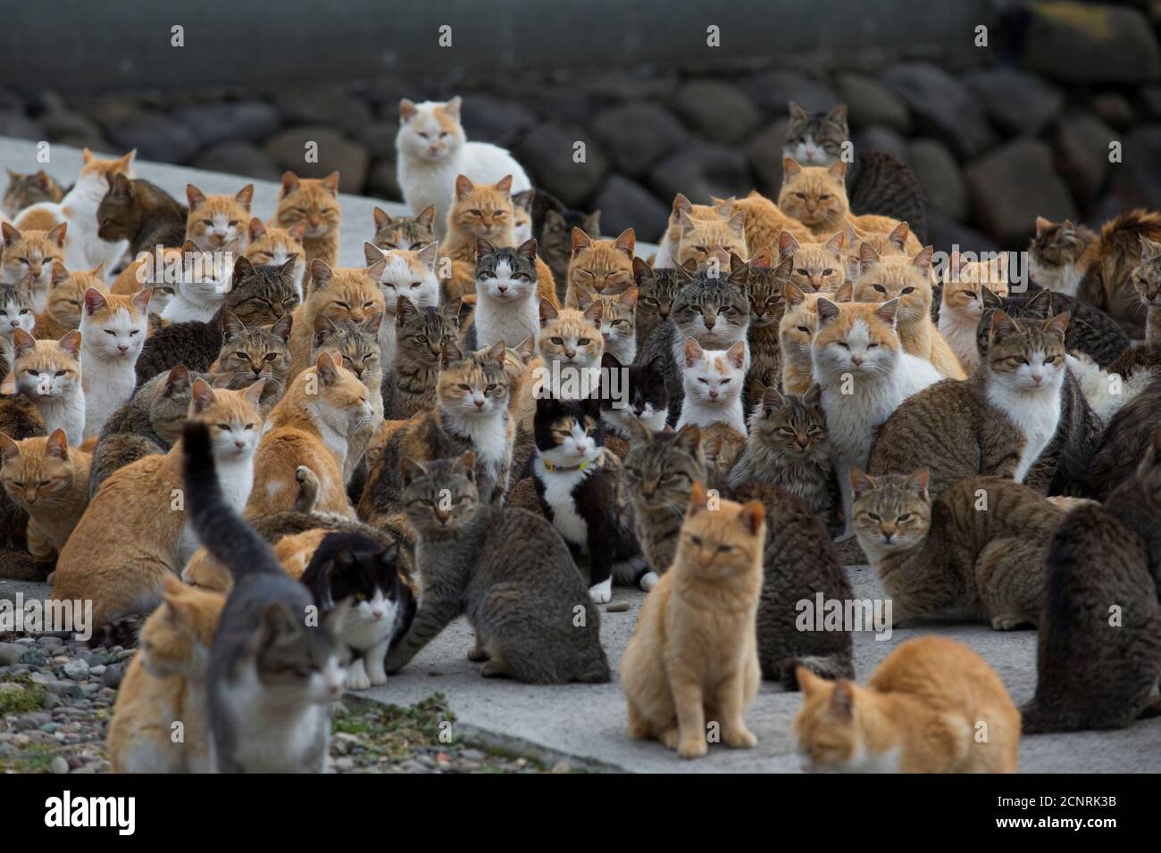 Los gatos se agolpan en el puerto de la isla de Aoshima, en la prefectura  de Ehime, en el sur de Japón, el 25 de febrero de 2015. Un ejército de gatos