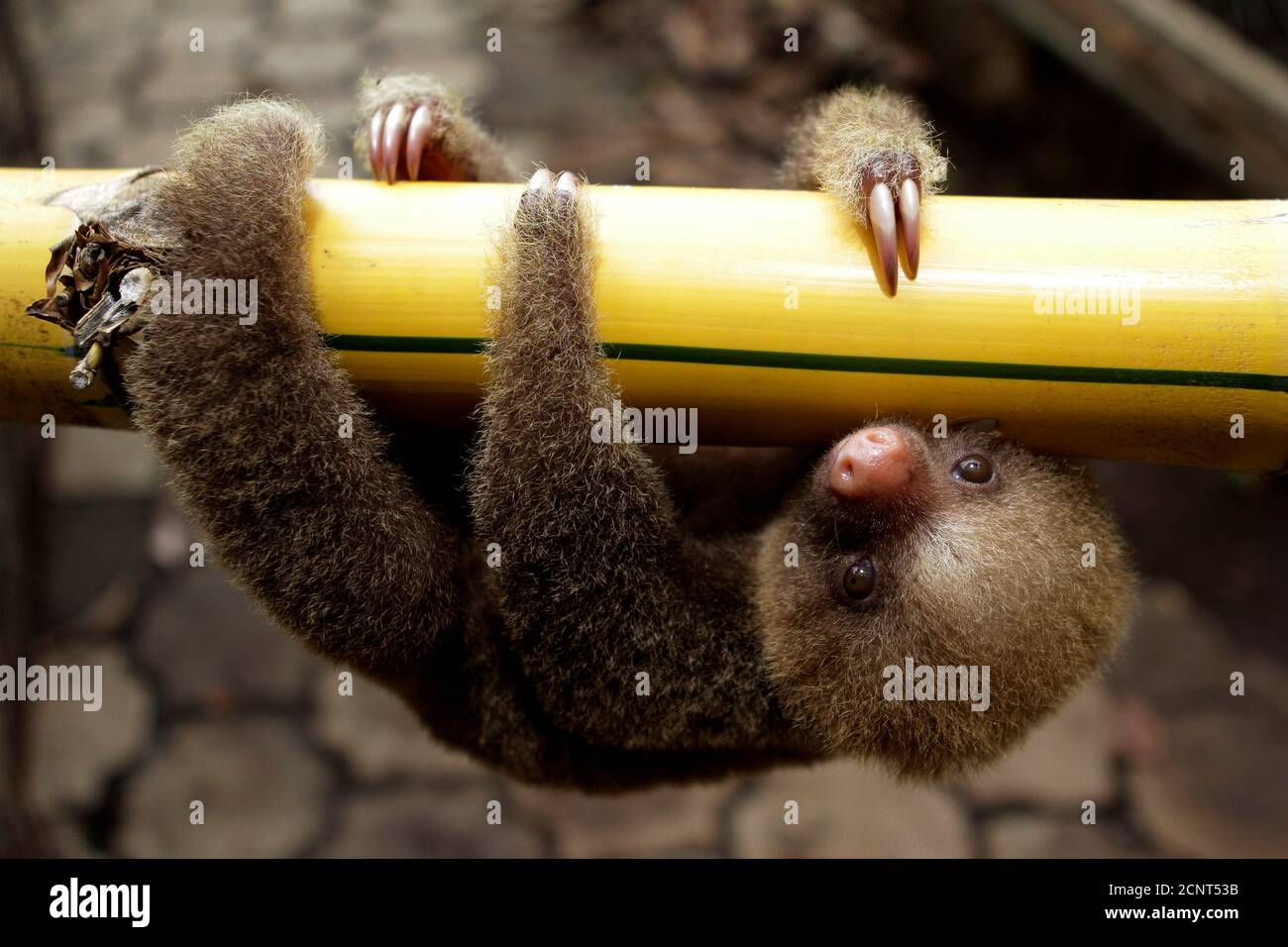 A Linnaeus two-toed sloth (Choloepus didactylus) is seen at a zoological park in Managua June 27, 2011. Nicaragua is hosting the first regional workshop of the Convention on International Trade in Endangered Species of Wild Fauna and Flora. REUTERS/Oswaldo Rivas (NICARAGUA - Tags: ANIMALS ENVIRONMENT SOCIETY IMAGES OF THE DAY) Foto de stock