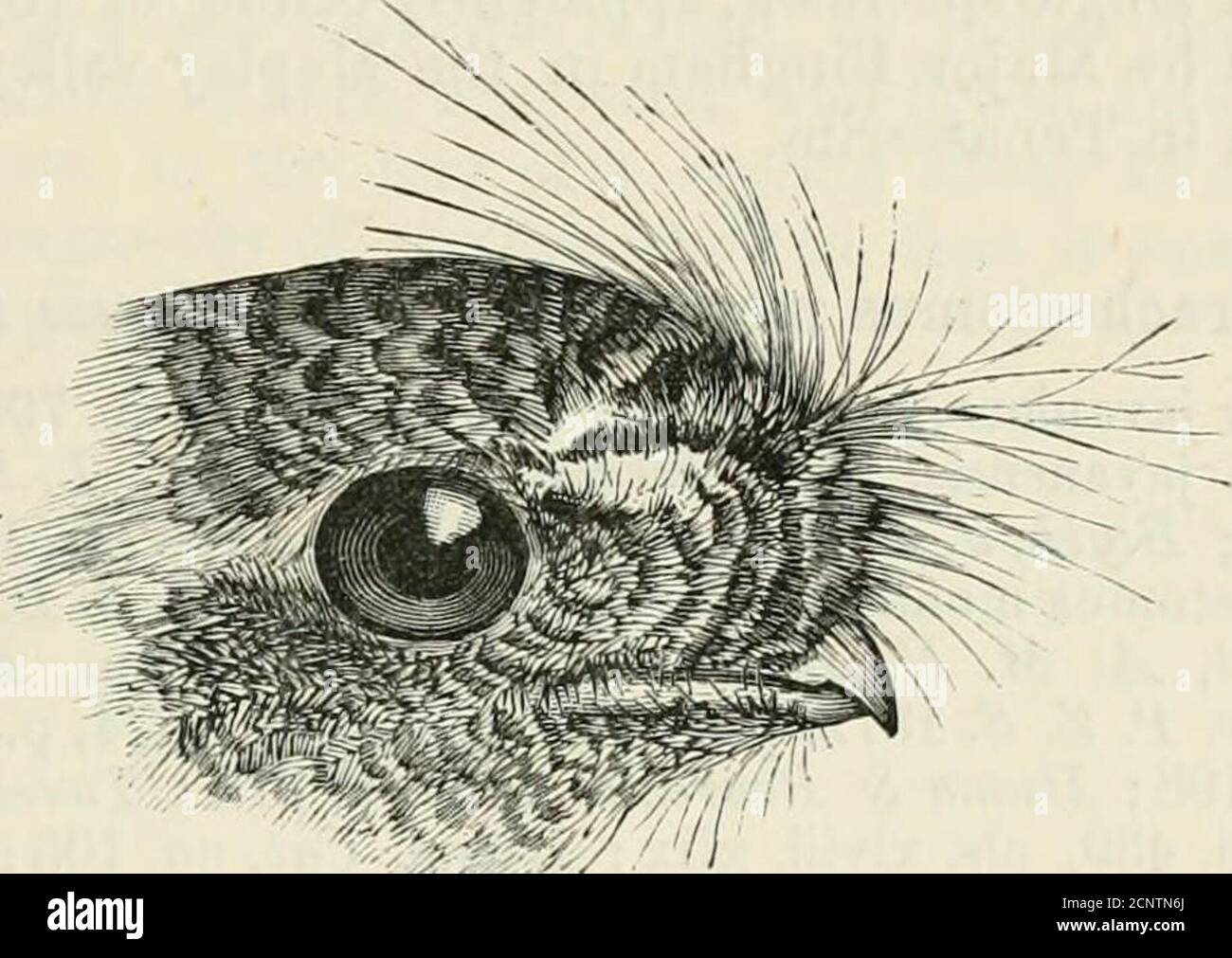 La fauna de la India británica, incluyendo Ceilán y Birmania . y rufous o  buff; supercilia blanquecino; corona y nuca BATRACHOSTOMUS. 195 con manchas  negras irregulares; algunas manchas negras más pequeñas