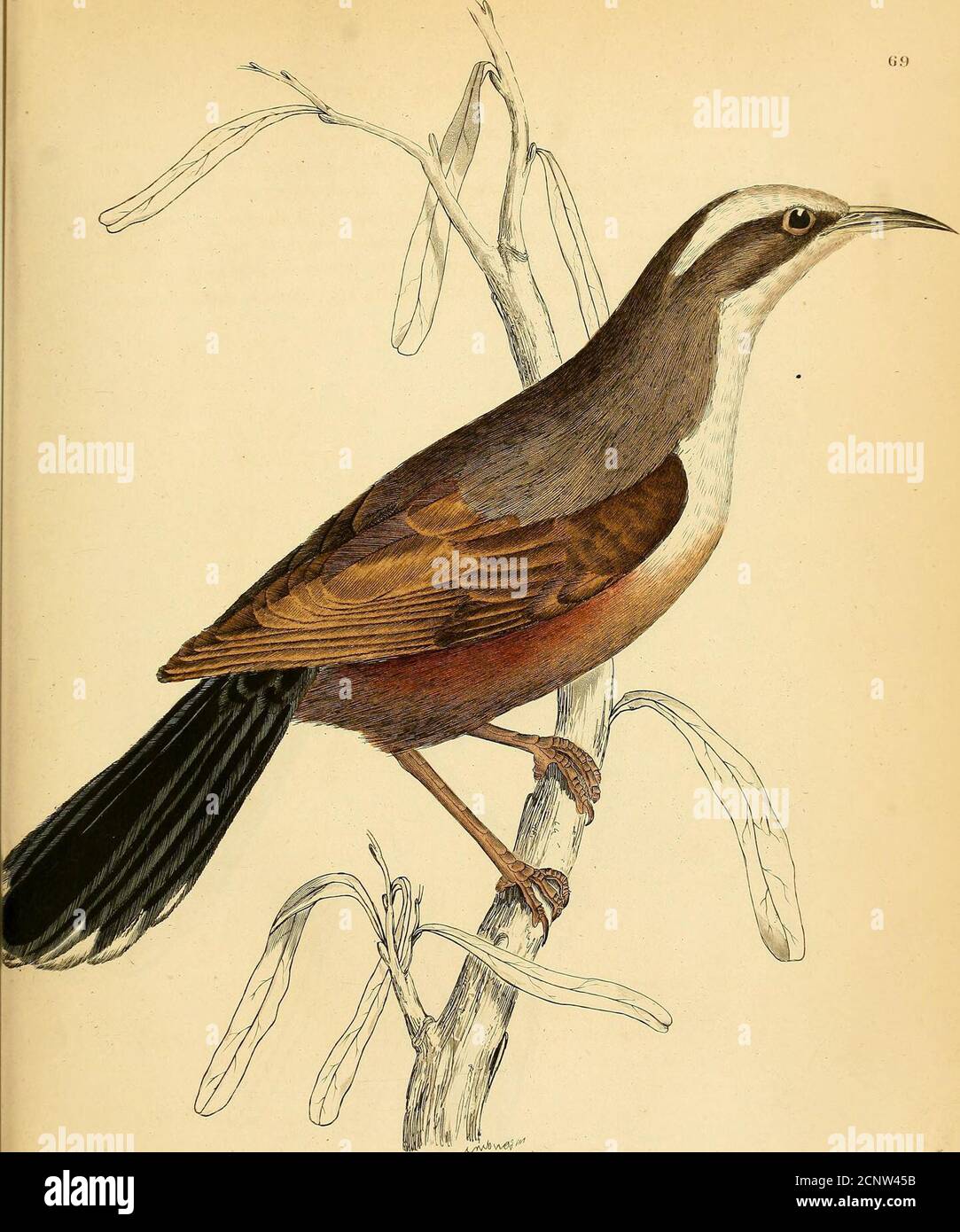 Ilustraciones de ornitología . elesser y medio alas-coberts negro, la punta  de la tela exterior de pluma de pluma blanca ; cola clavo-marrón, las plumas  exteriores con un gran punto rojizo-blanco