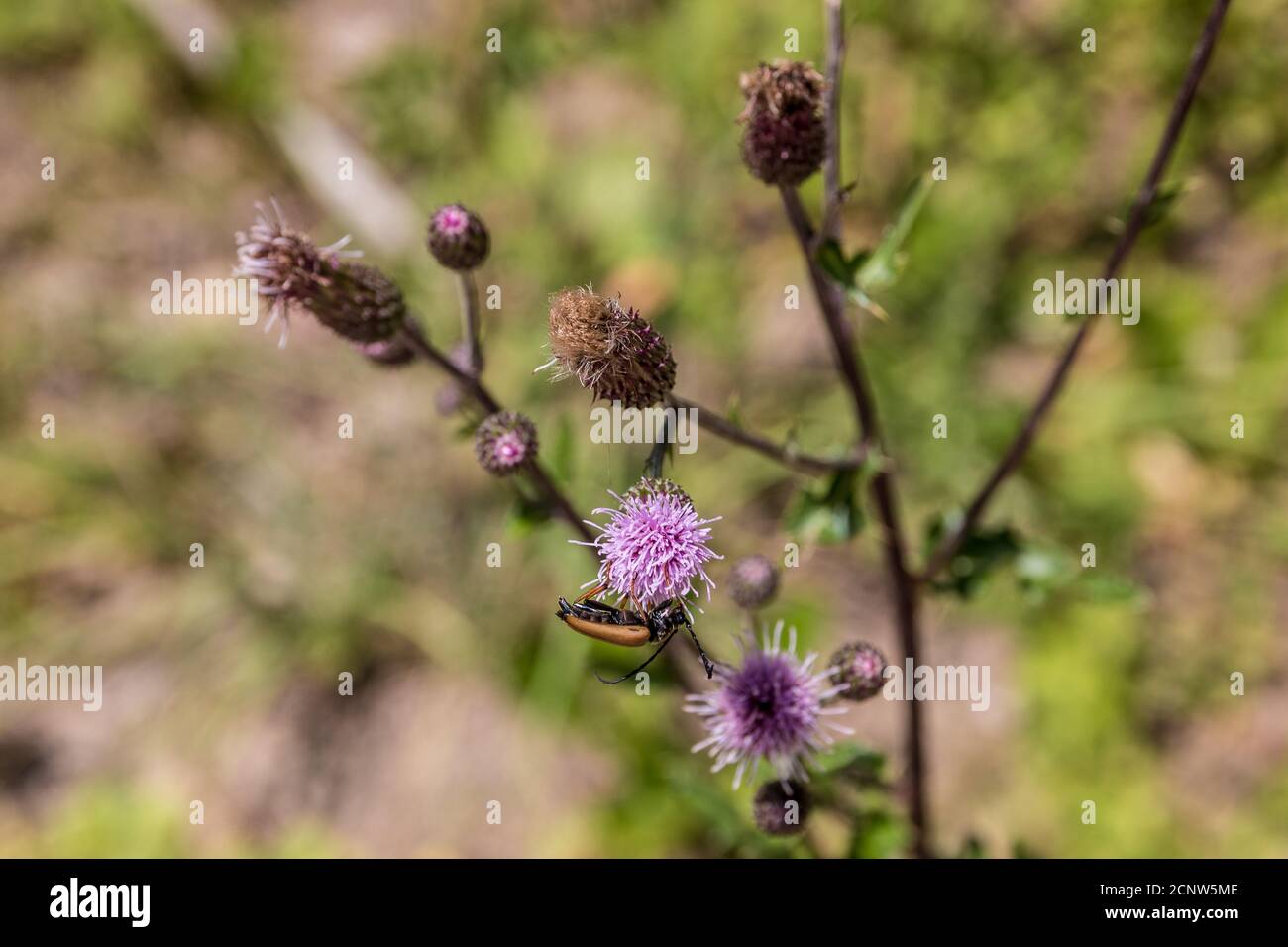 Un pequeño insecto marrón en la flor violeta en el medio de el prado de flores silvestres Foto de stock
