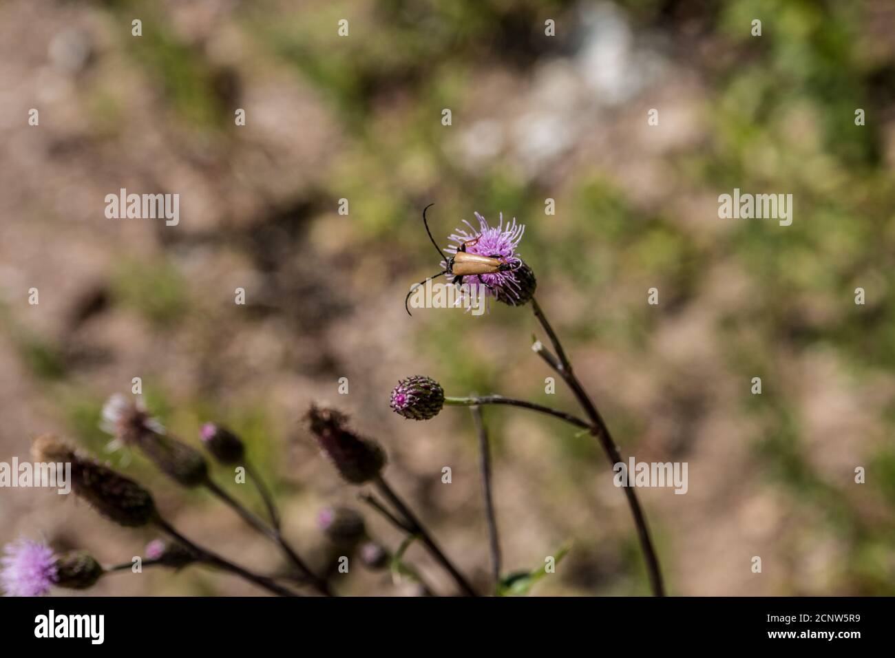 Un pequeño insecto marrón en la flor violeta en el medio de el prado de flores silvestres Foto de stock