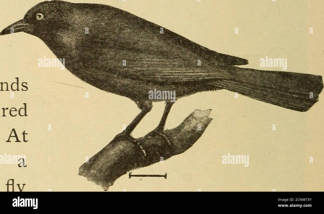 . Media hora con peces, reptiles y aves. Fig. 212. —Oriole de Baltimore. Bueyes oriole, tan famoso por sus nidos colgantes (Fig. 2 Il). La Oriole de Baltimore (Fig. 212) tiene un traje de naranja-rojo, su cabeza negro, también la parte superior de la espalda y alas. El tailis naranja y negro.su nota es melodi-ous y como llamativa asits apariencia general.los blackbirds (Fig.213) son criaturas interesantes. Algunos anidan jardín en orangulos, en mayo. El pájaro negro de alas rojas es la forma común en los grandes pantanos a lo largo del Pacífico. Estos birdsroost en los pantanos de tul, y los he visto arriesgarlos al amanecer, un m Foto de stock