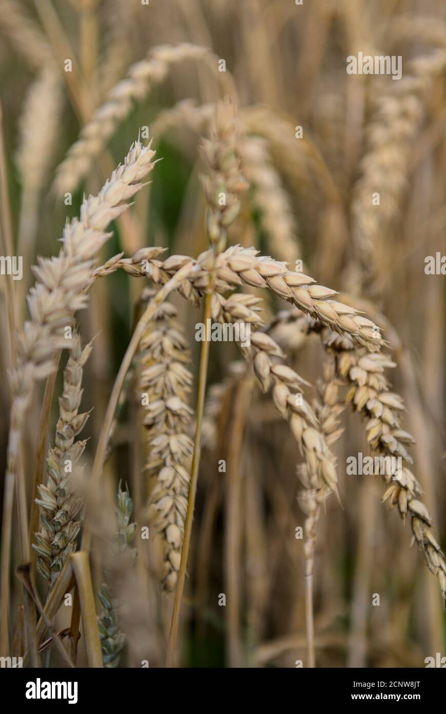 Nahaufnahme mehrerer Getreideähren Foto de stock