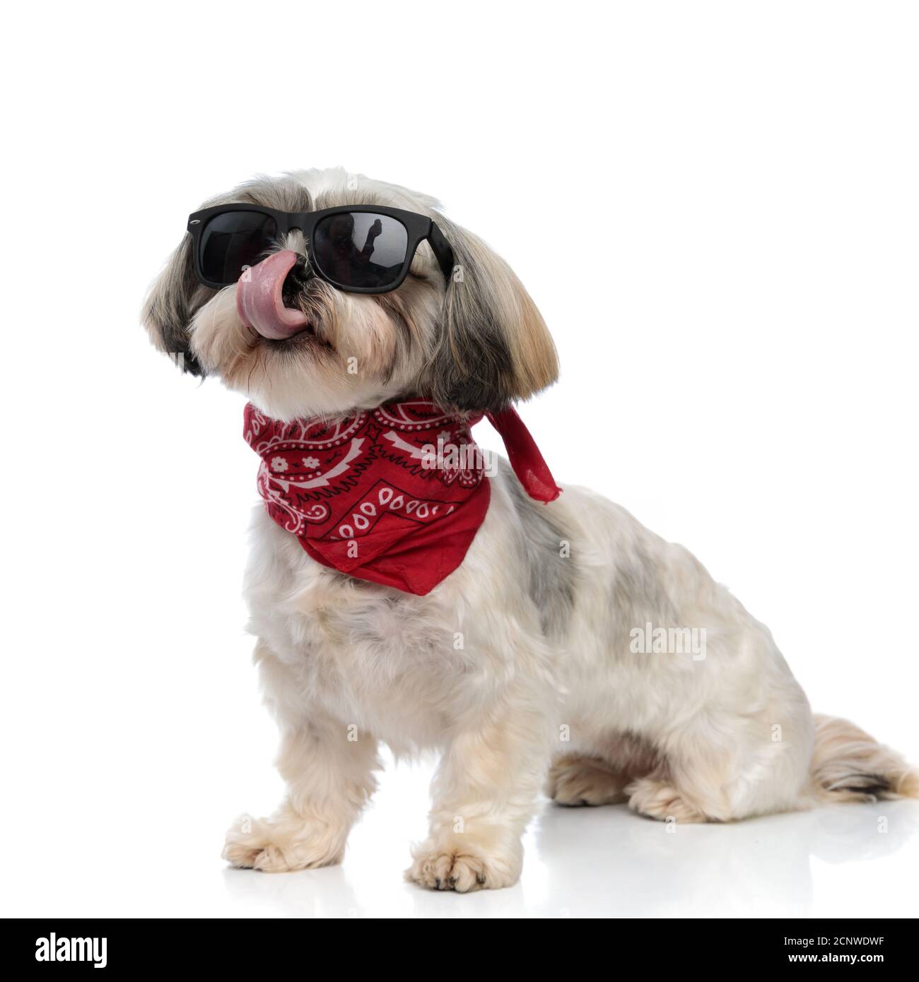 shih tzu goggles