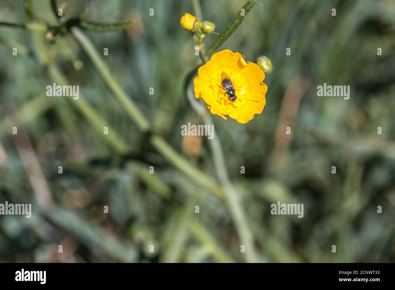 Pequeña mosca en una flor amarilla en el medio de el prado de flores silvestres Foto de stock