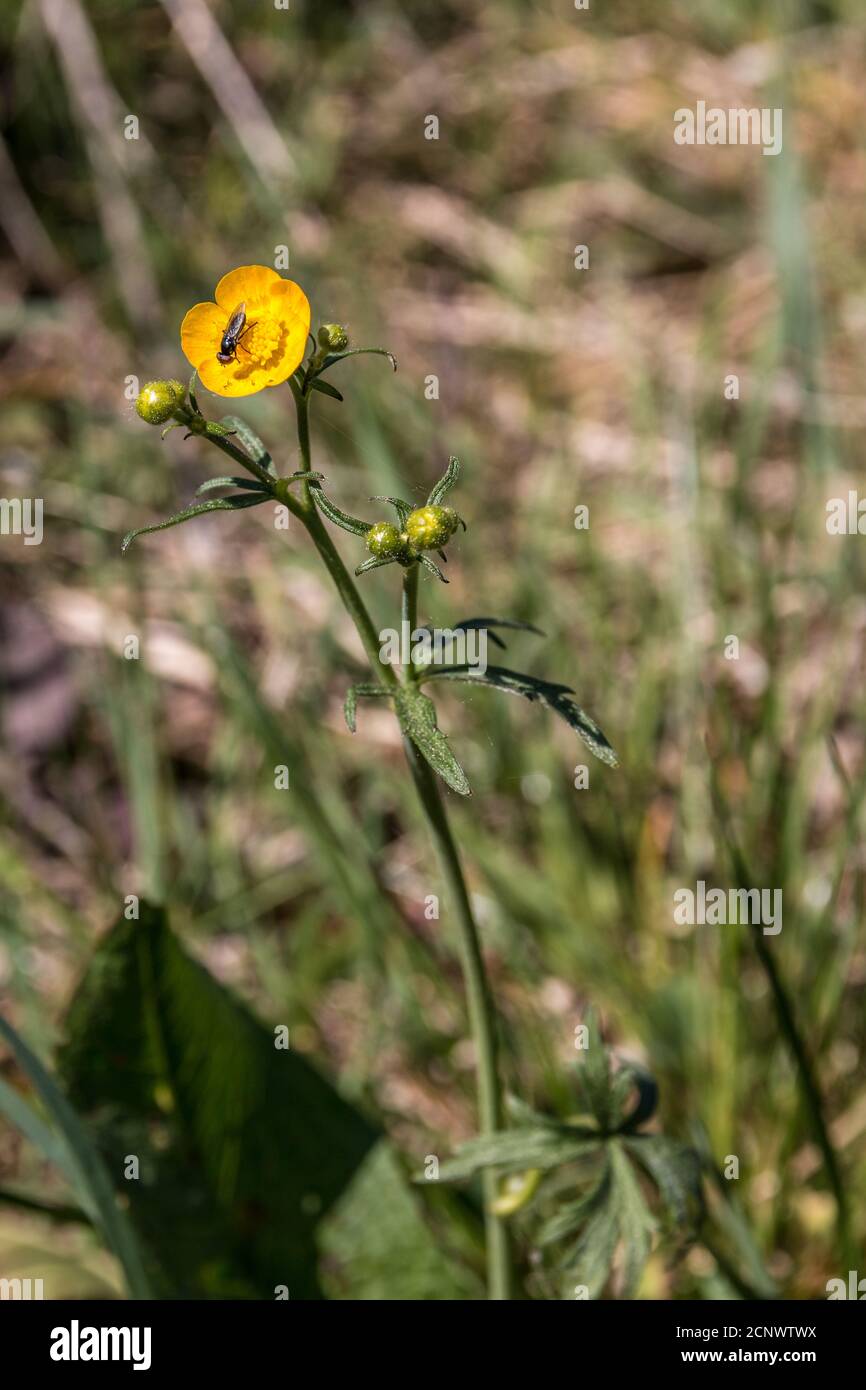 Pequeña mosca en una flor amarilla en el medio de el prado de flores silvestres Foto de stock