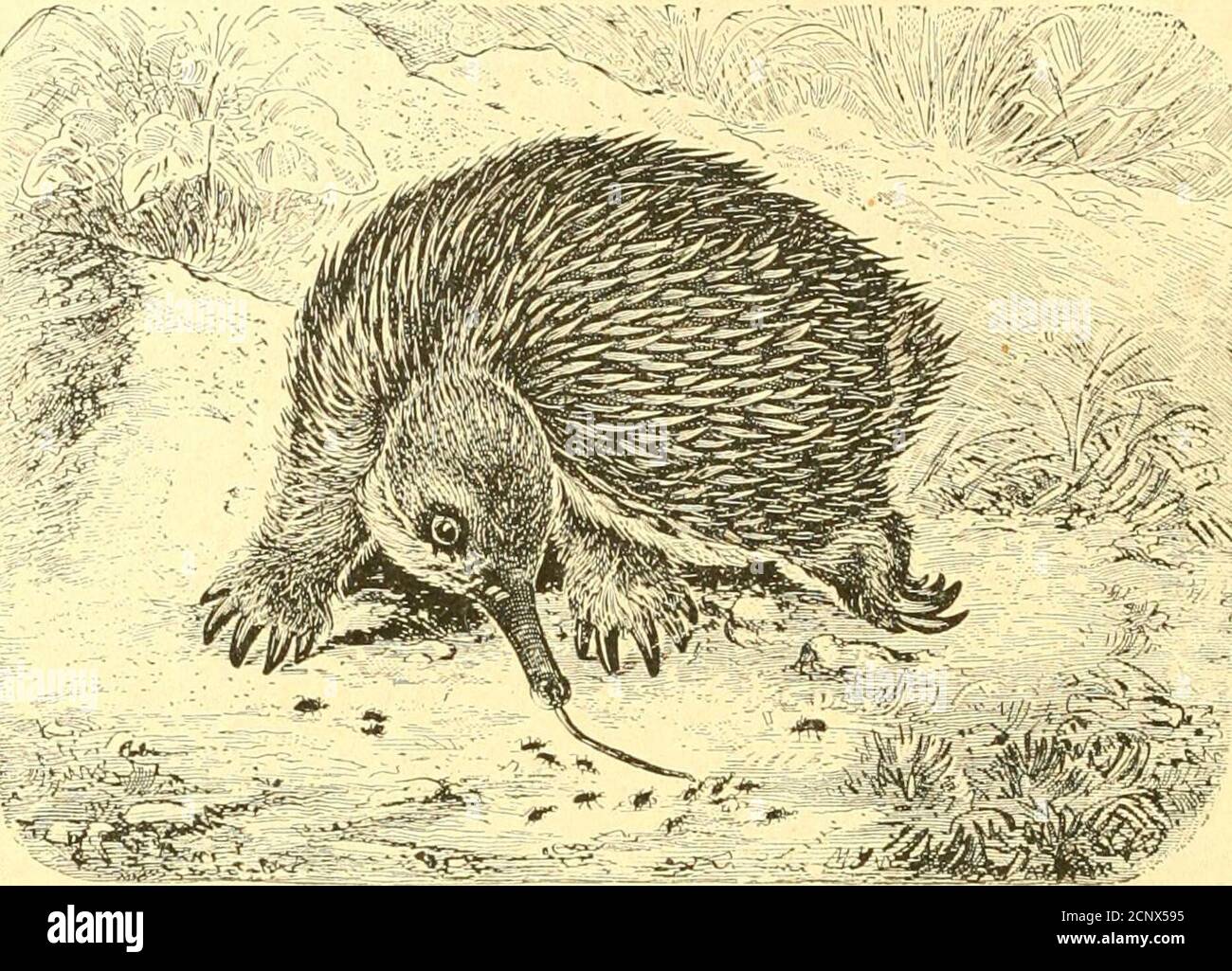 Historia natural del reino animal para la utilización de los jóvenes : en tres partes, que comprenden I. Mammalia : II Aves : parte III Reptiles, anfibios, peces, insectos, gusanos, moluscos, Historia natural del reino animal para la utilización de los jóvenes : en tres partes, que comprenden I. Mammalia : II Aves : parte III Reptiles, anfibios, peces, insectos, gusanos, moluscos,