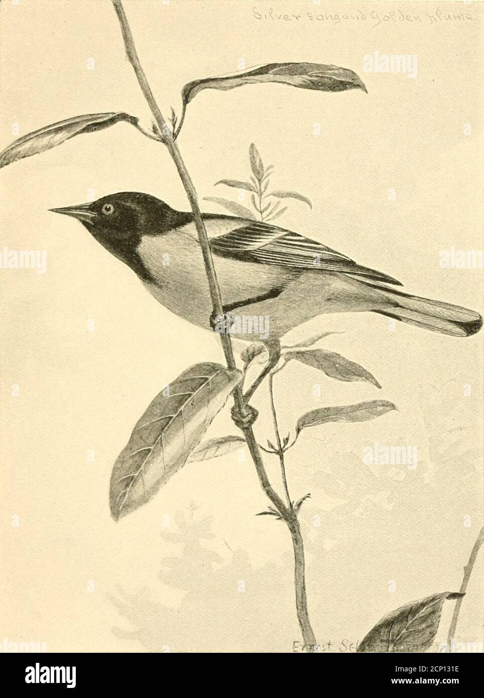 Vida de las aves; una guía para el estudio de nuestras aves comunes. Ed,  Firebird, Golden Robin, o Hangnest, inviernos en Centroamérica, y en la  primavera alcanza la latitud de la