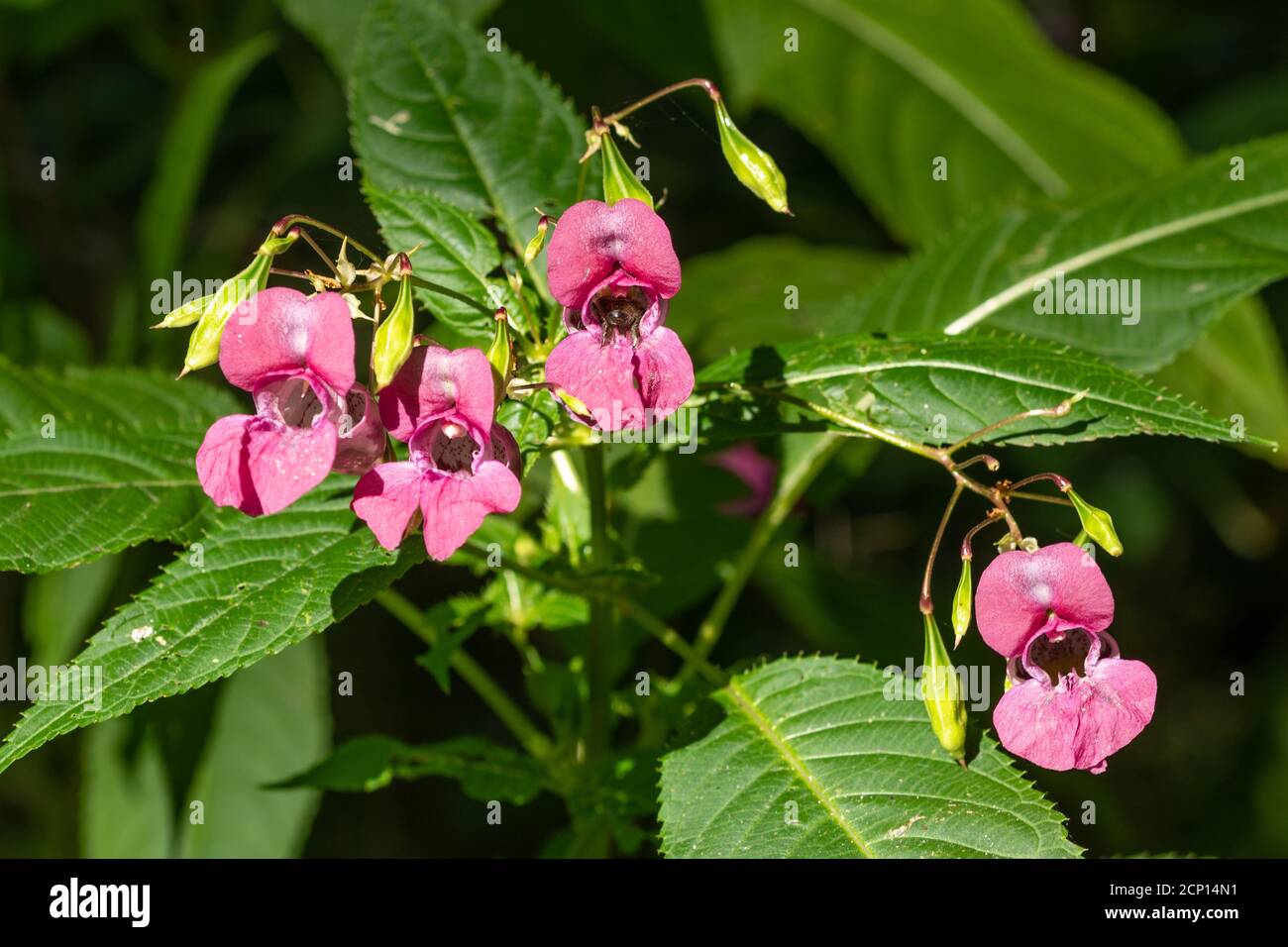 Himalayan balsam (Impatiens glandulifera) flores, una planta invasora o especies de la maleza, Reino Unido Foto de stock