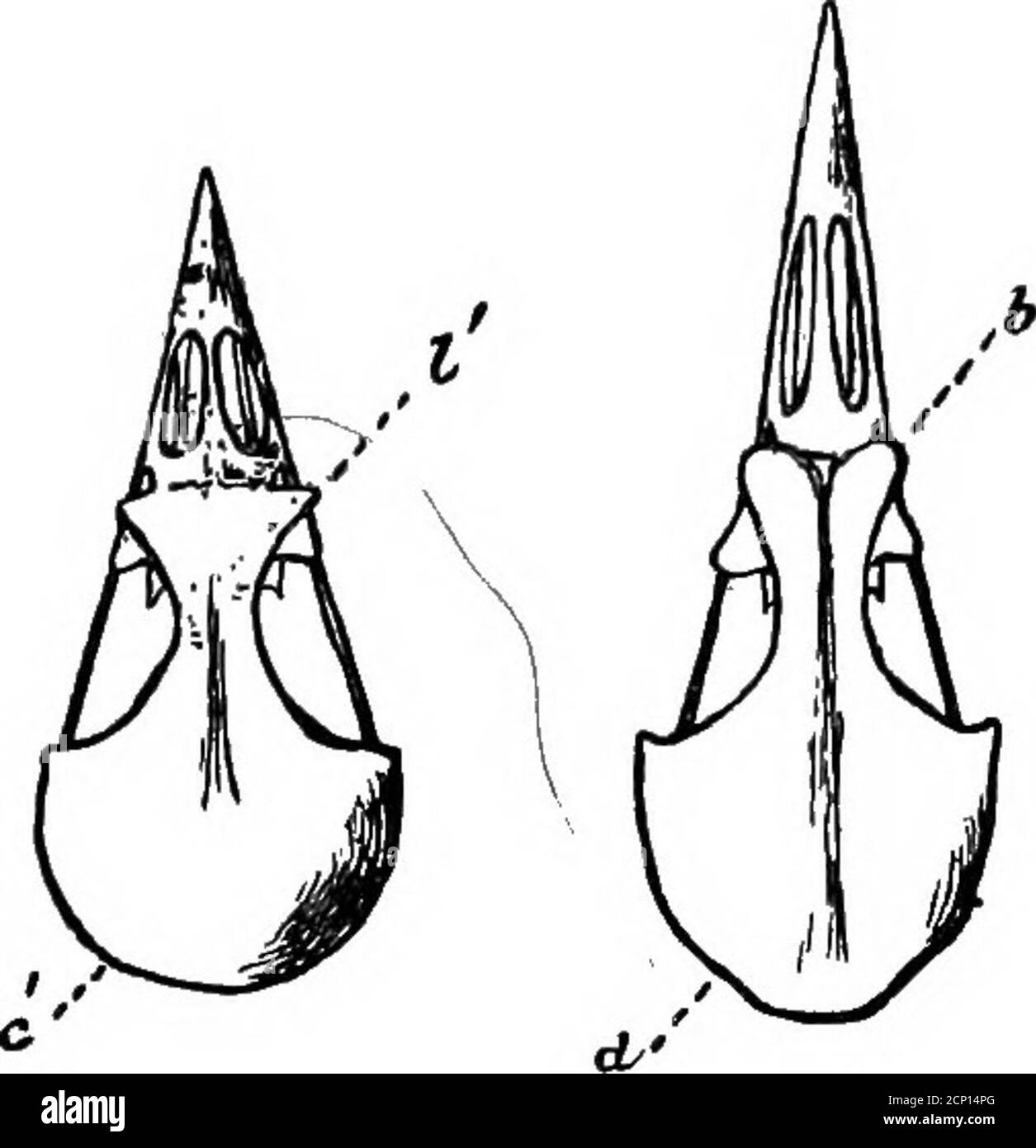 . Clave para las aves norteamericanas. Contiene un relato conciso de cada especie de ave viva y fósil conocida actualmente desde el continente al norte de la frontera mexicana y estadounidense, incluyendo Groenlandia y el bajo California, con la cual se incorporan ornitología general: Un esquema de la estructura y clasificación de las aves; y ornitología de campo, un manual de recolección, preparación y preservación de aves. Foto de stock