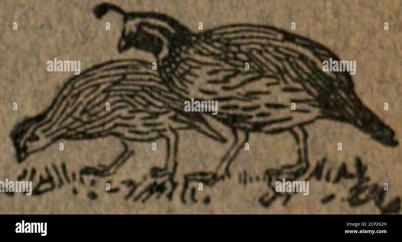 Notas De Aves Birdnotes Tae Q Oupimj O El Ave Extranjera Clubwesley T Pavge F Z E Gt C Pa Sae E U Ae 15 V Gt Ashbourne Pilnted And Published By J H Hinstock Contenido