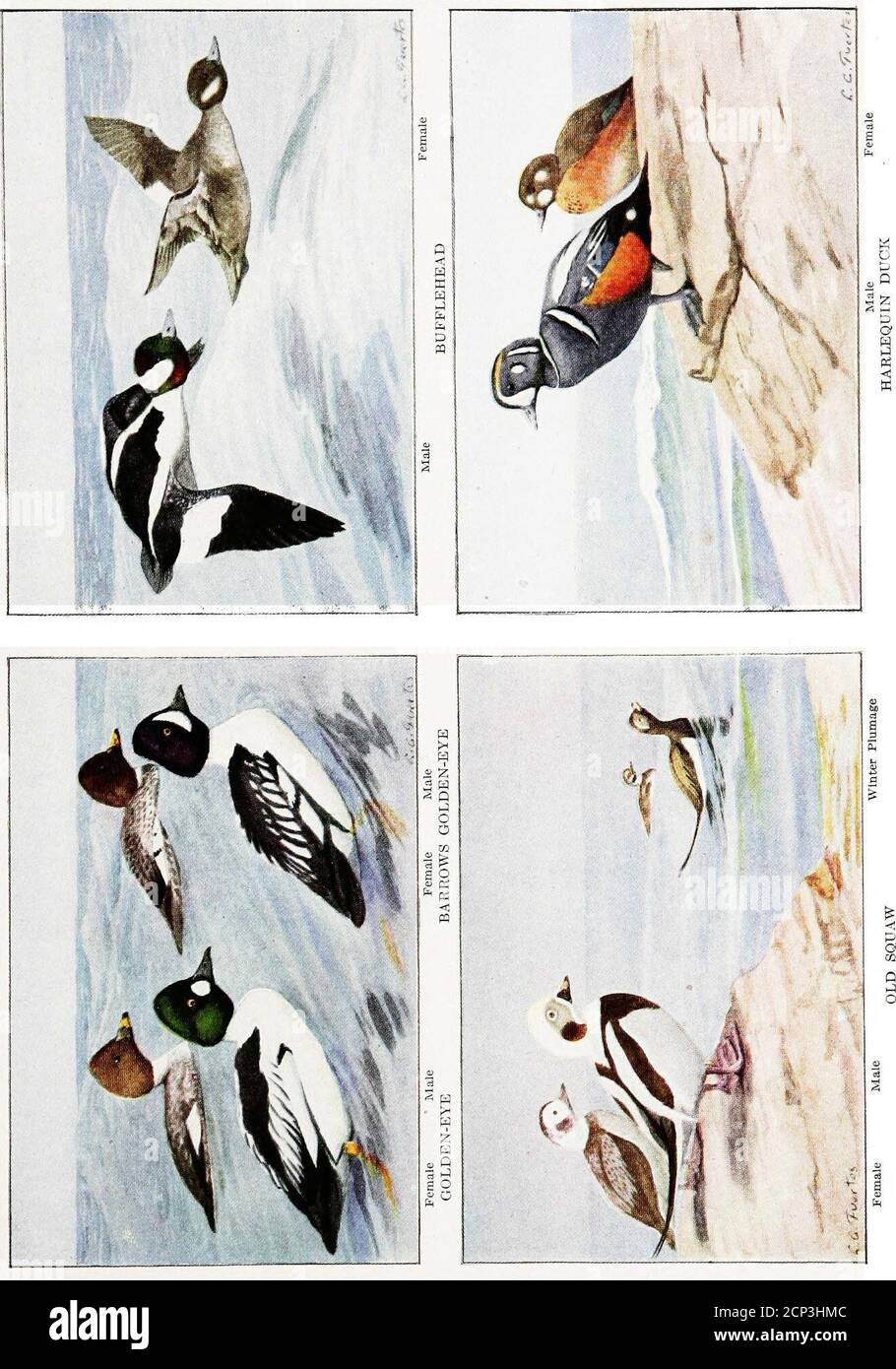 El Libro De Las Aves Aves Comunes De La Ciudad Y Del Pais Y Aves De Caza Americanas 114 Qj I F C B O 6o