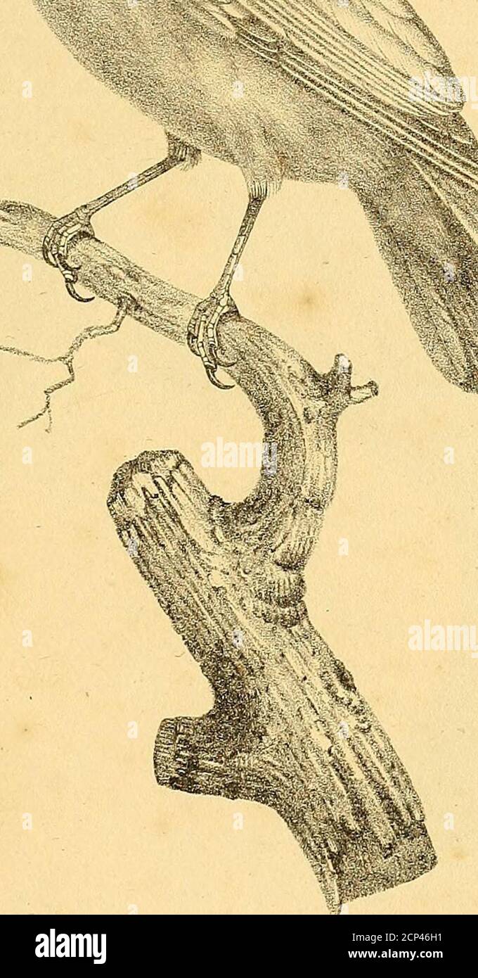 . La galerie des oiseaux . 1 c _- Sraeùtfrjyi iGoic t?OnMjyj-l cid -i:ci d£ o-ùô: JI . .C- ya i/j yû o iiméa s/-?oCULoôctiti-IX ci/t-tô . P ÛM/ar/e/f Z:th ■ d?tr; r!lfc/~i:-ri Foto de stock