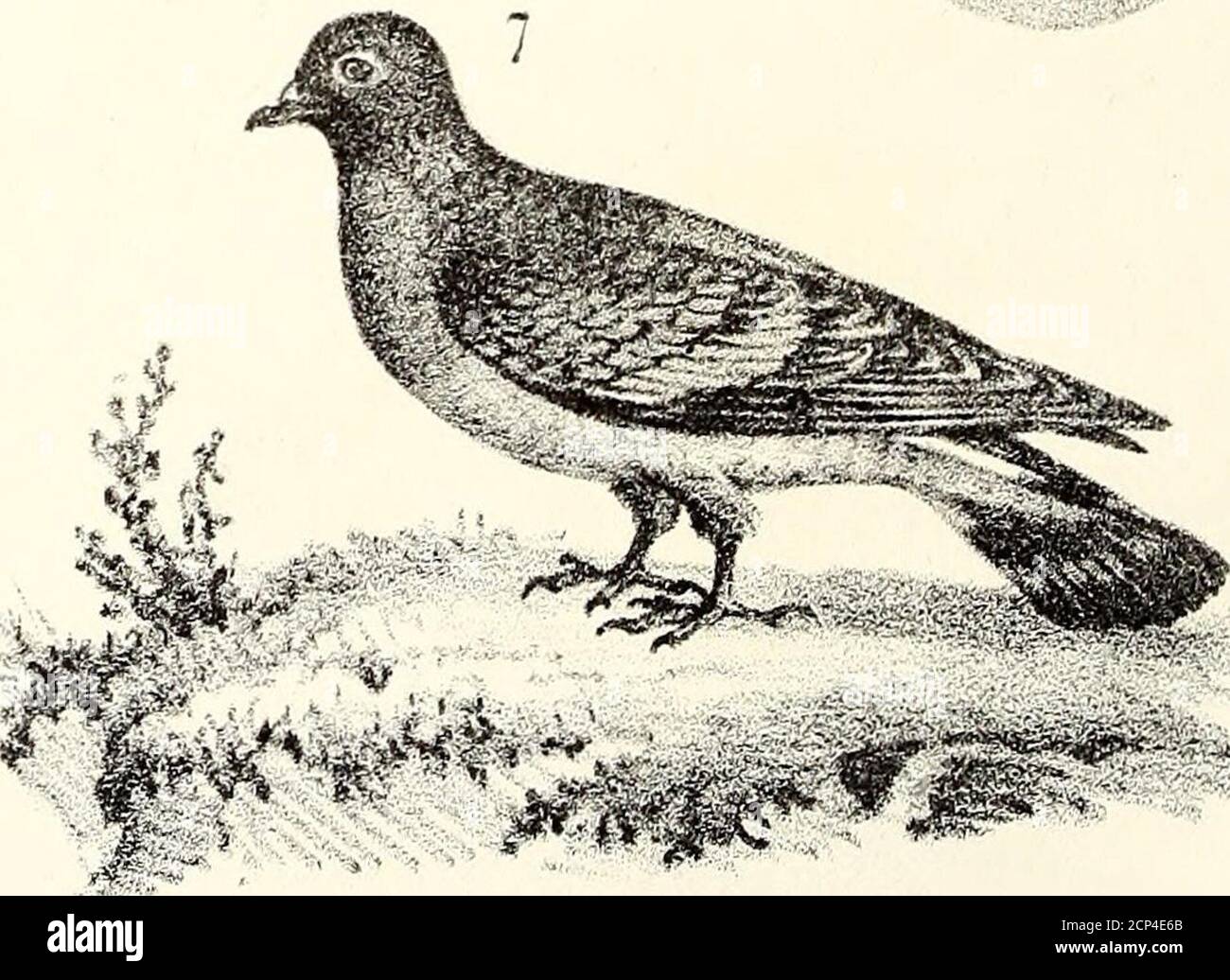 Ornithologie De La Savoie Ou Histoire Des Oiseaux Qui Vivent En Savoie A L Etat Sauvage Soit Conservation Soit Passagerement I J Werner Del Tf L Pexrm A Cjh A3n Tery I Alouette