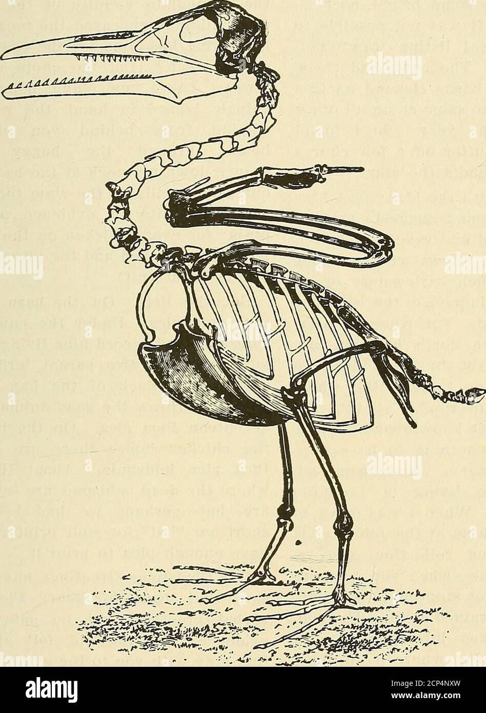 . El Oölogist: Para el estudiante de aves, sus nidos y huevos. Esqueleto de Hesperornis regalis; del Cretácico de América del Norte.alrededor de una décima parte del tamaño natural. (Después de Marsh.) Esqueleto de Hesperornis regalis; del Cretácico de América del Norte. Aboutone-décimo Tamaño Natural. (Después de Marsh). EL OOLOGIST 181. Restauración del esqueleto de Ichthyomis dispar; del Cretácico de Norteamérica. Reducido. (Después de Marsh.) Restauración del esqueleto de Ichthyornis dispar; desde el Cretácico de América del Norte. Reducido. (Después de Marsh). 182 EL OOLOGIST lo mismo para usted para una opinión yesperará wit Foto de stock