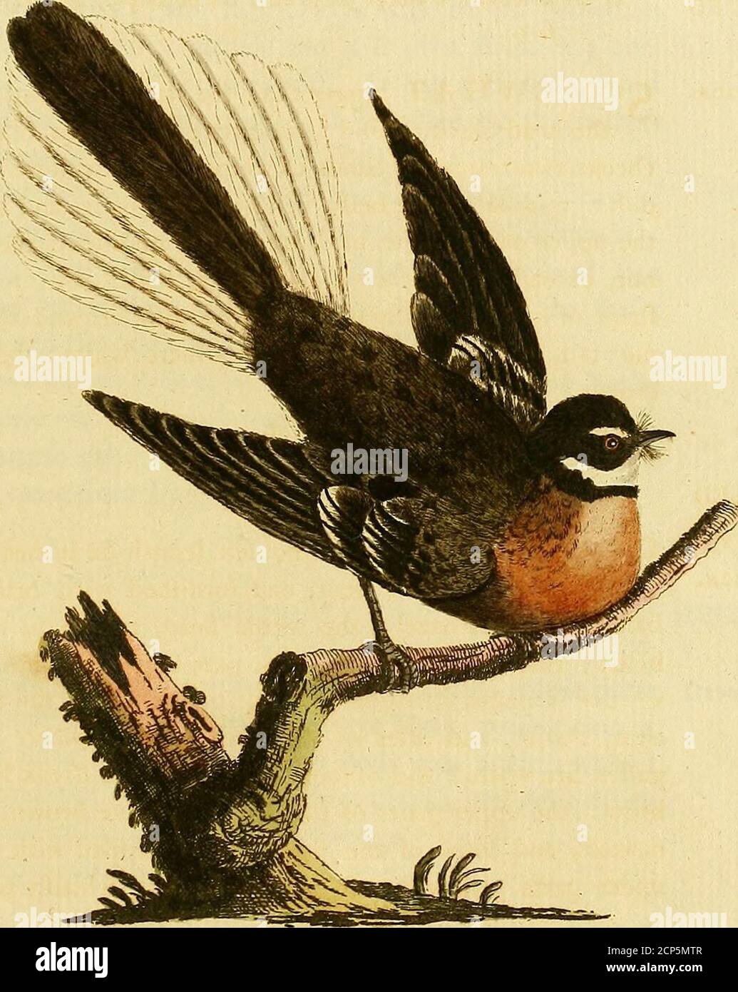 Una sinopsis general de las aves . f it, y venteo, blanco :las partes  superiores del pájaro son grises : medio de la parte posterior del  chef-nuez, extendiéndose el felf sobre